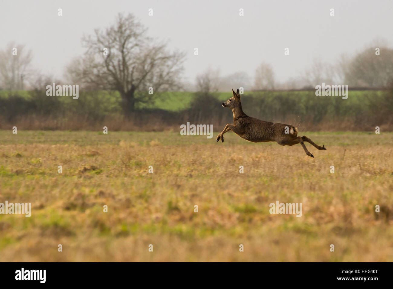 Chevreuil femelle à travers champ dans la campagne Banque D'Images