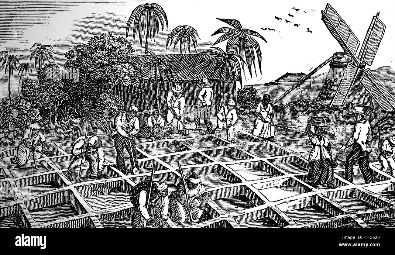 La plantation de canne à sucre dans les Antilles. Banque D'Images