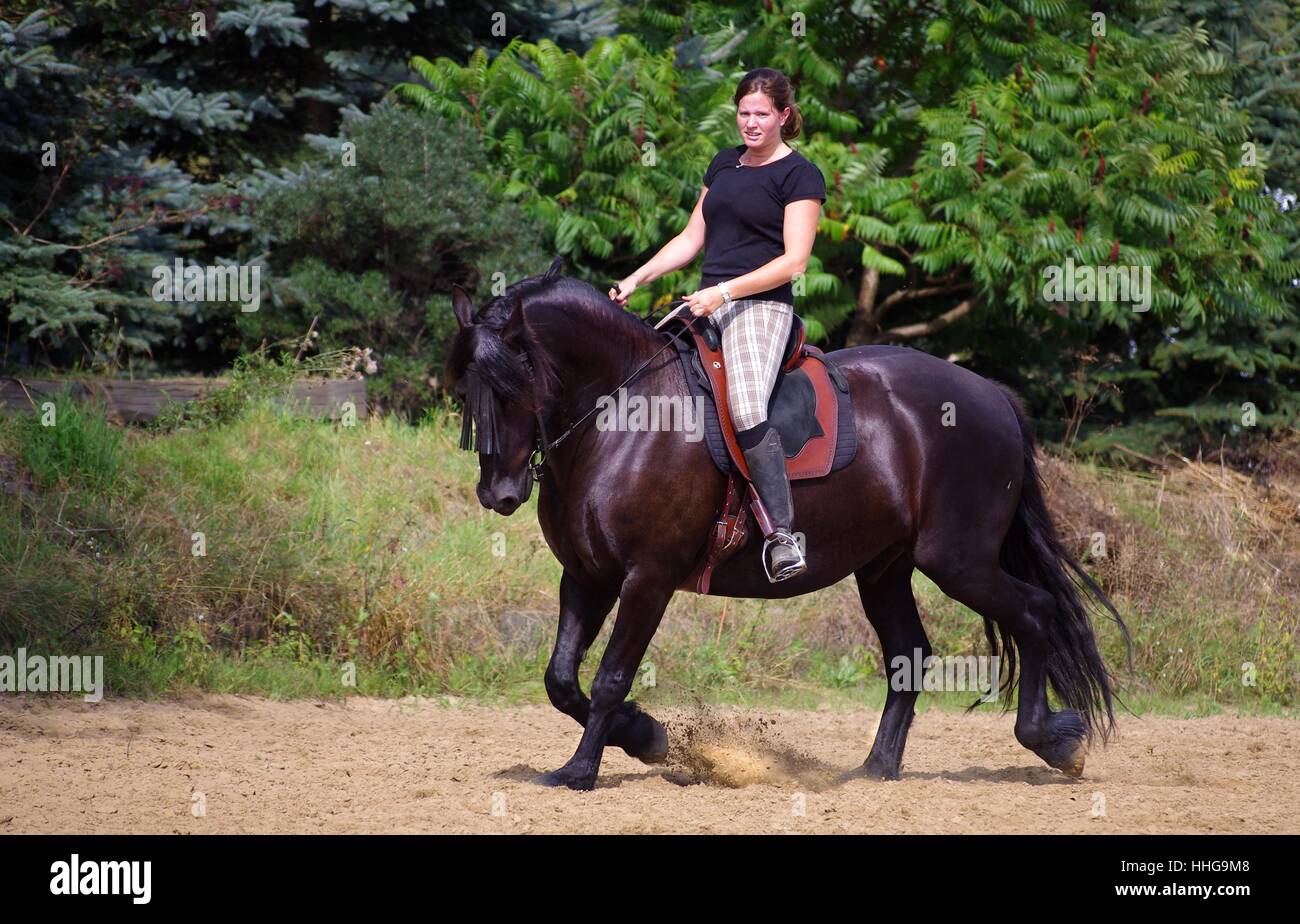 Équitation sur le cheval frison en été Banque D'Images
