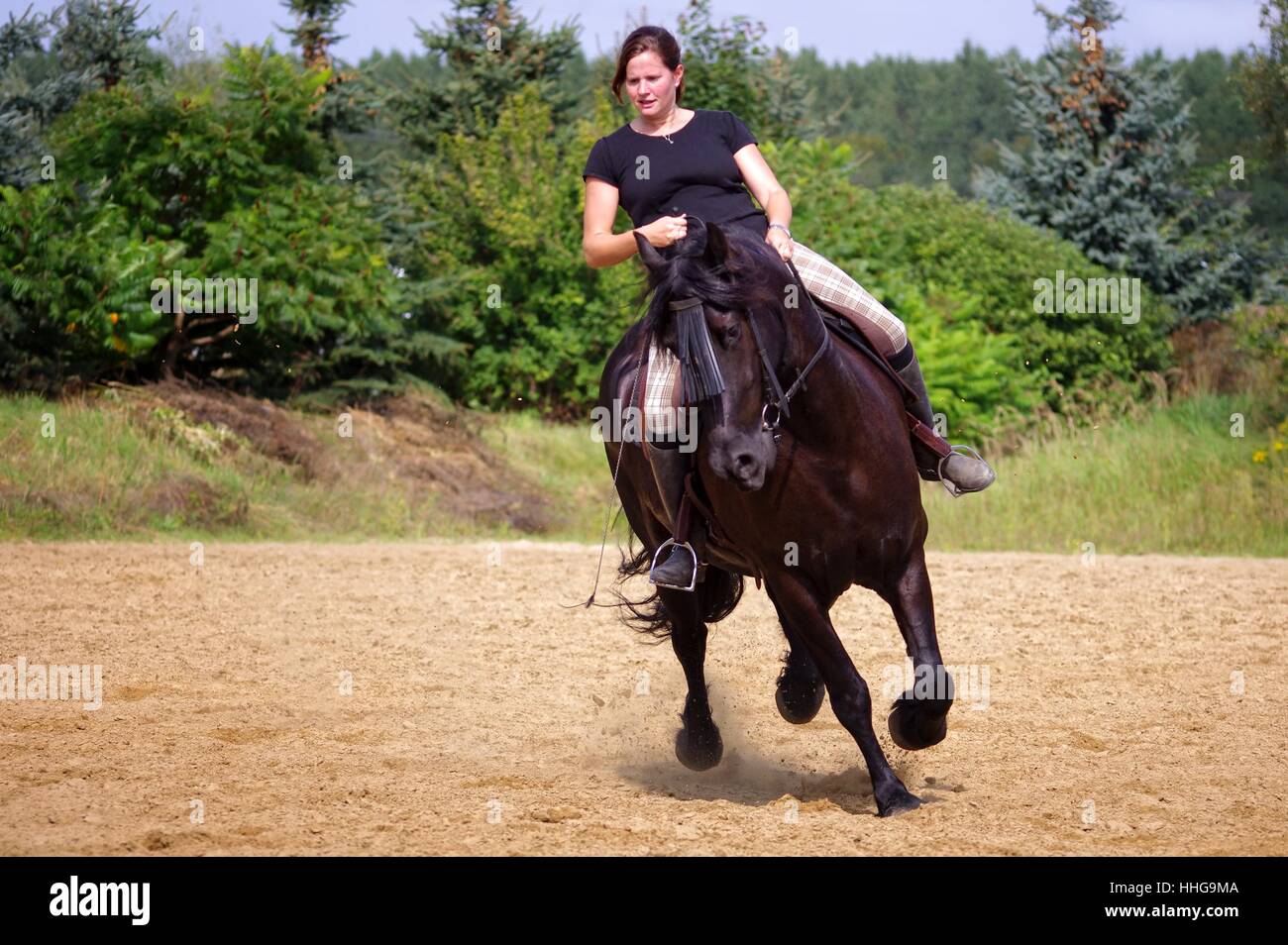 Équitation sur le cheval frison en été Banque D'Images