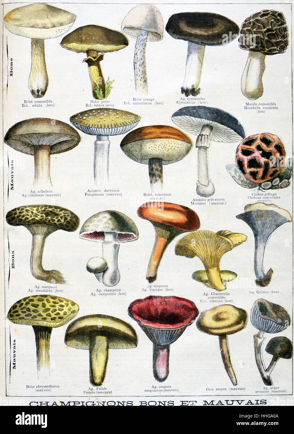 Culinaire française 1896 affiche montrant les champignons comestibles et poisoness Banque D'Images