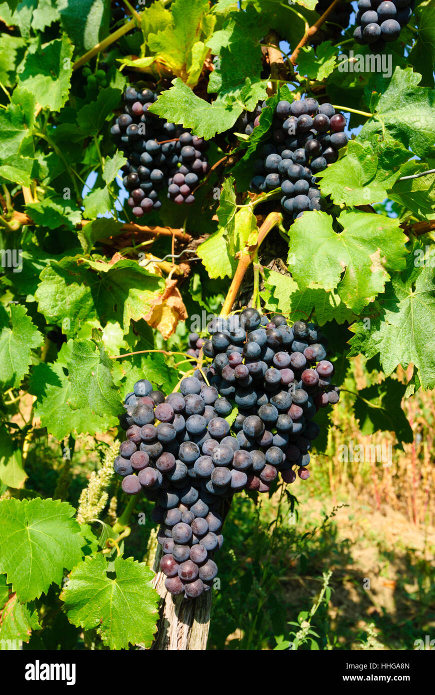 Falkenstein : raisins, Weinviertel, Niederösterreich, Basse Autriche, Autriche Banque D'Images