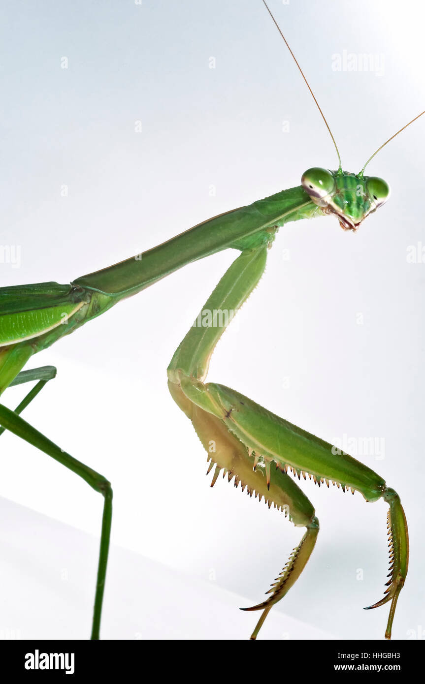 'Mantis religiosa' insecte Mante religieuse macro close-up portrait Banque D'Images
