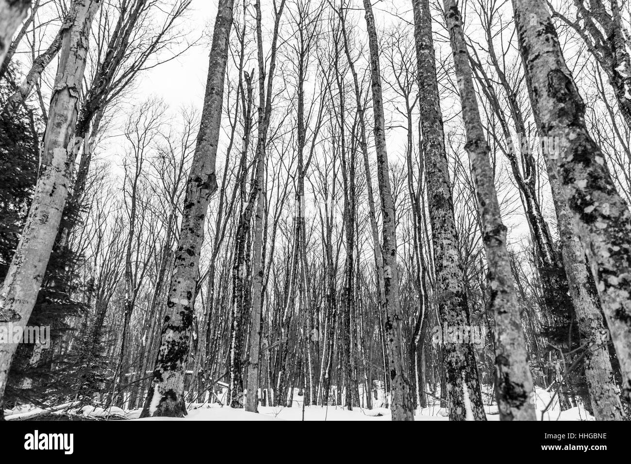 Les bouleaux en hiver à Pictured Rocks National Lakeshore, au Michigan. Banque D'Images