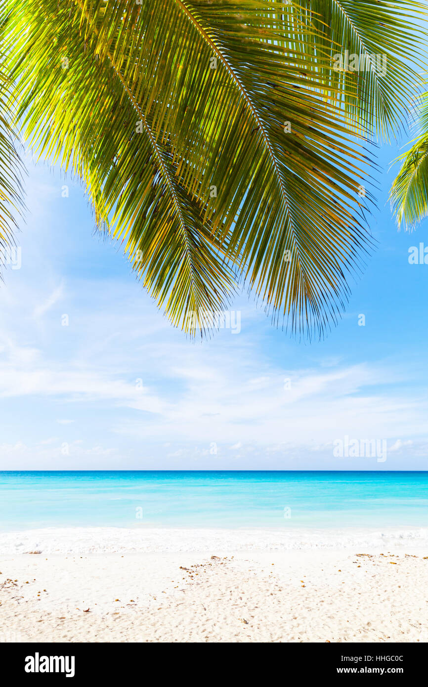 Tropical Beach photo verticale arrière-plan. Sable blanc, eau bleu azur et palm tree branches sur ciel bleu. La côte de la mer des Caraïbes, la République dominicaine, Saon Banque D'Images