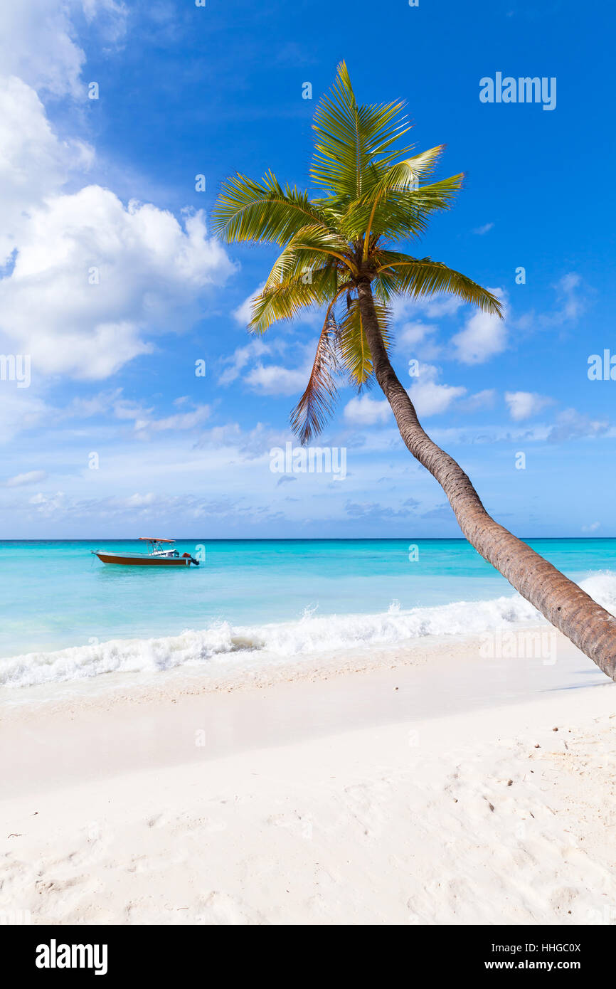 Cocotier pousse sur une plage de sable blanc. La côte de la mer des Caraïbes, la République dominicaine, l'île de Saona Banque D'Images