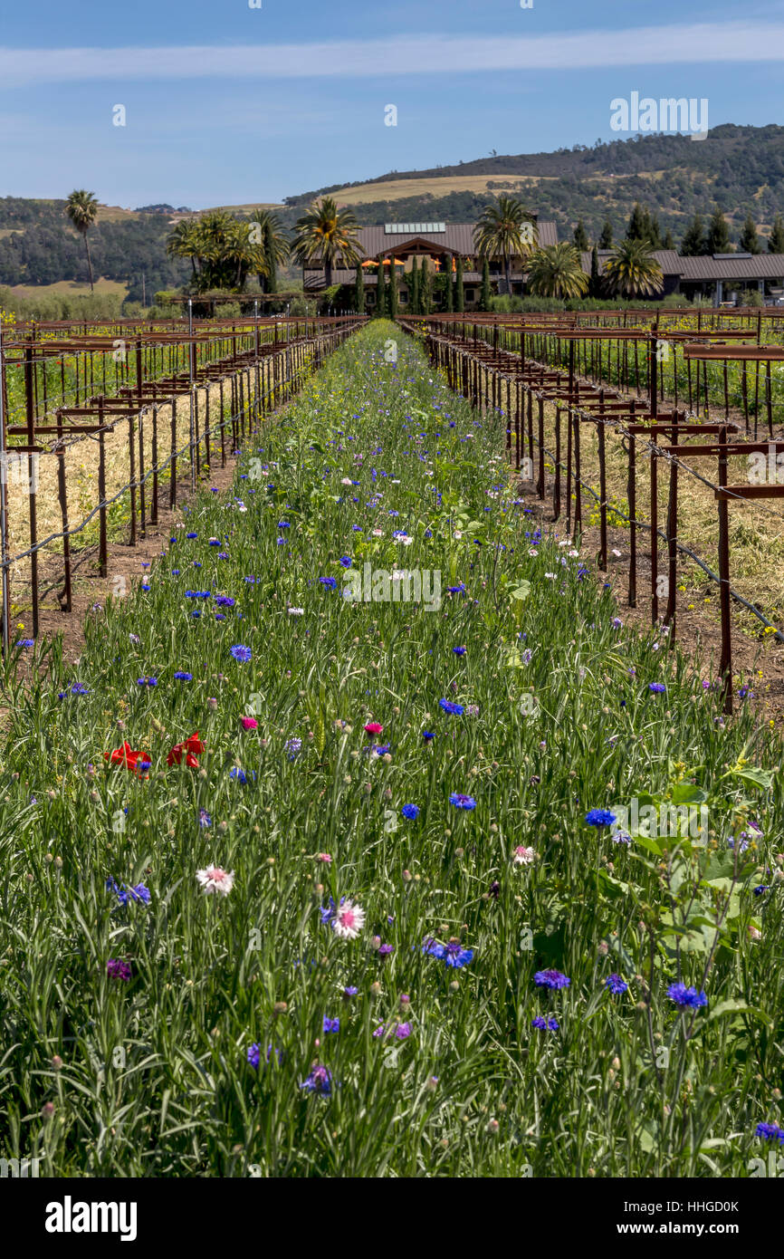 Vignoble, fleurs sauvages, bassin rond Estate, Rutherford, Napa Valley, Comté de Napa, Californie Banque D'Images