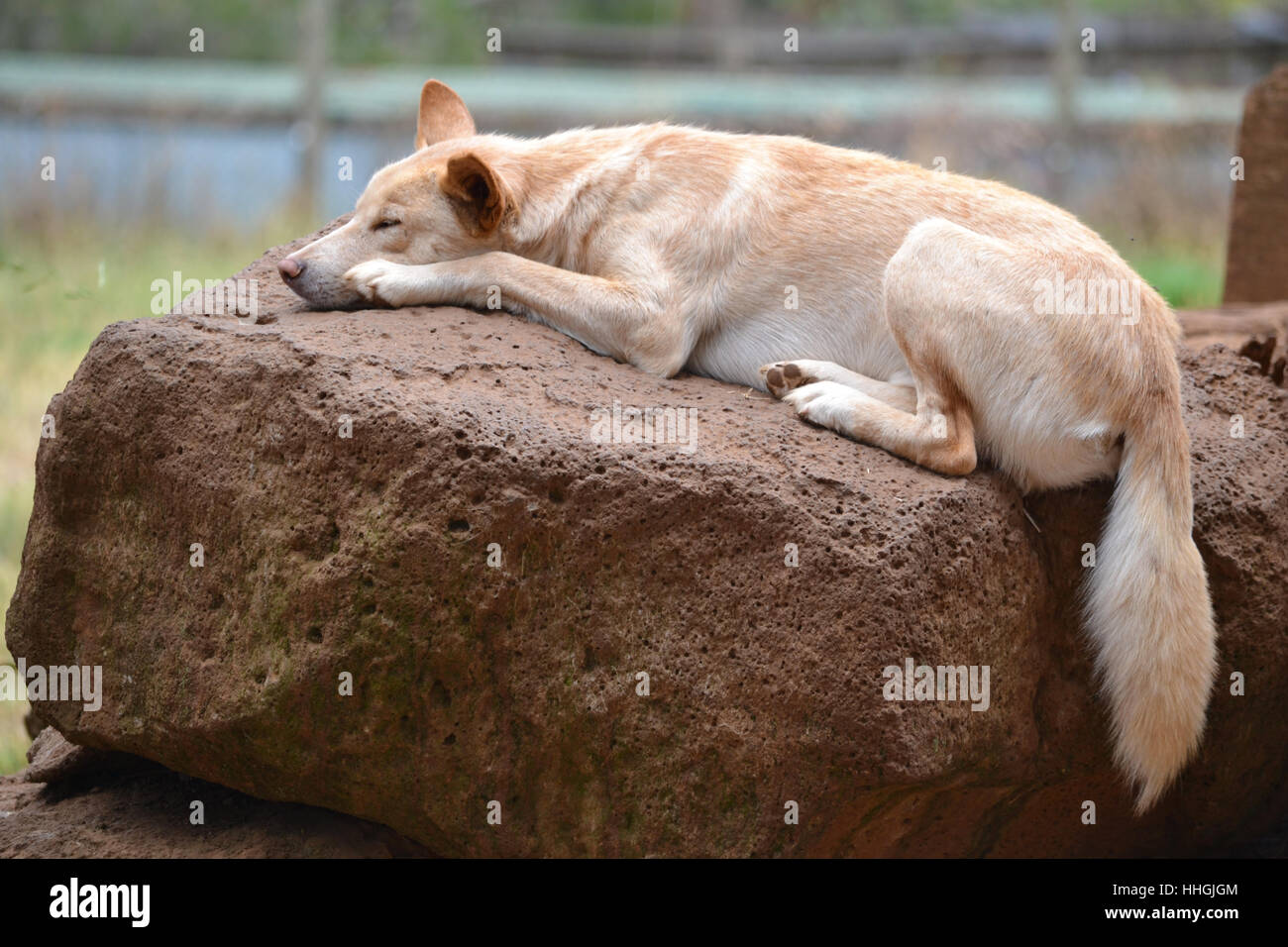 Je rêve de dingo... Banque D'Images