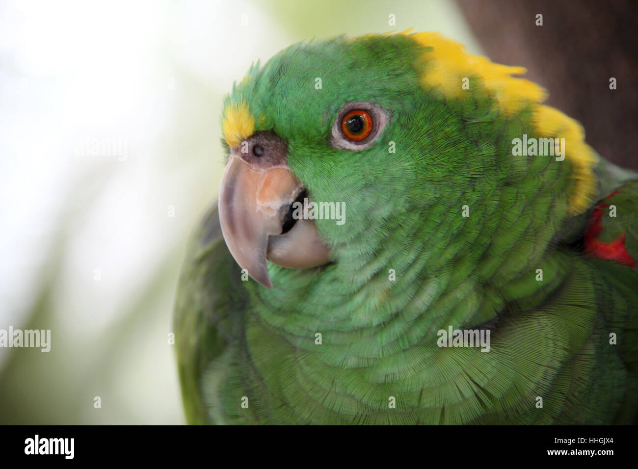 Perruche vert et jaune avec de beaux plumage. Close up de son siège. Roatan, Honduras, Amérique centrale. Banque D'Images