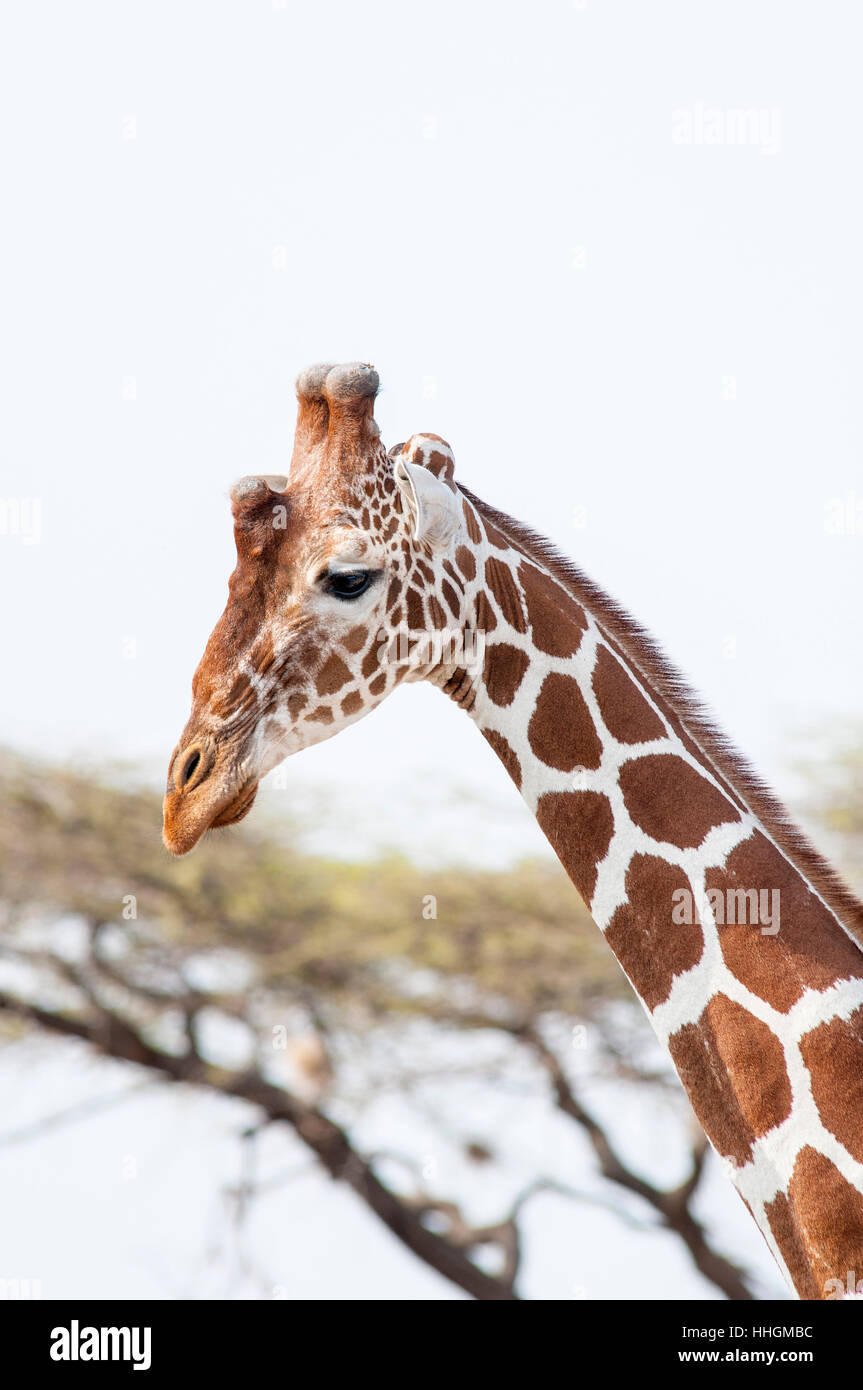 Portrait vertical de giraffe réticulée, Giraffa reticulata, dans la réserve nationale de Samburu. Au Kenya. L'Afrique. Banque D'Images