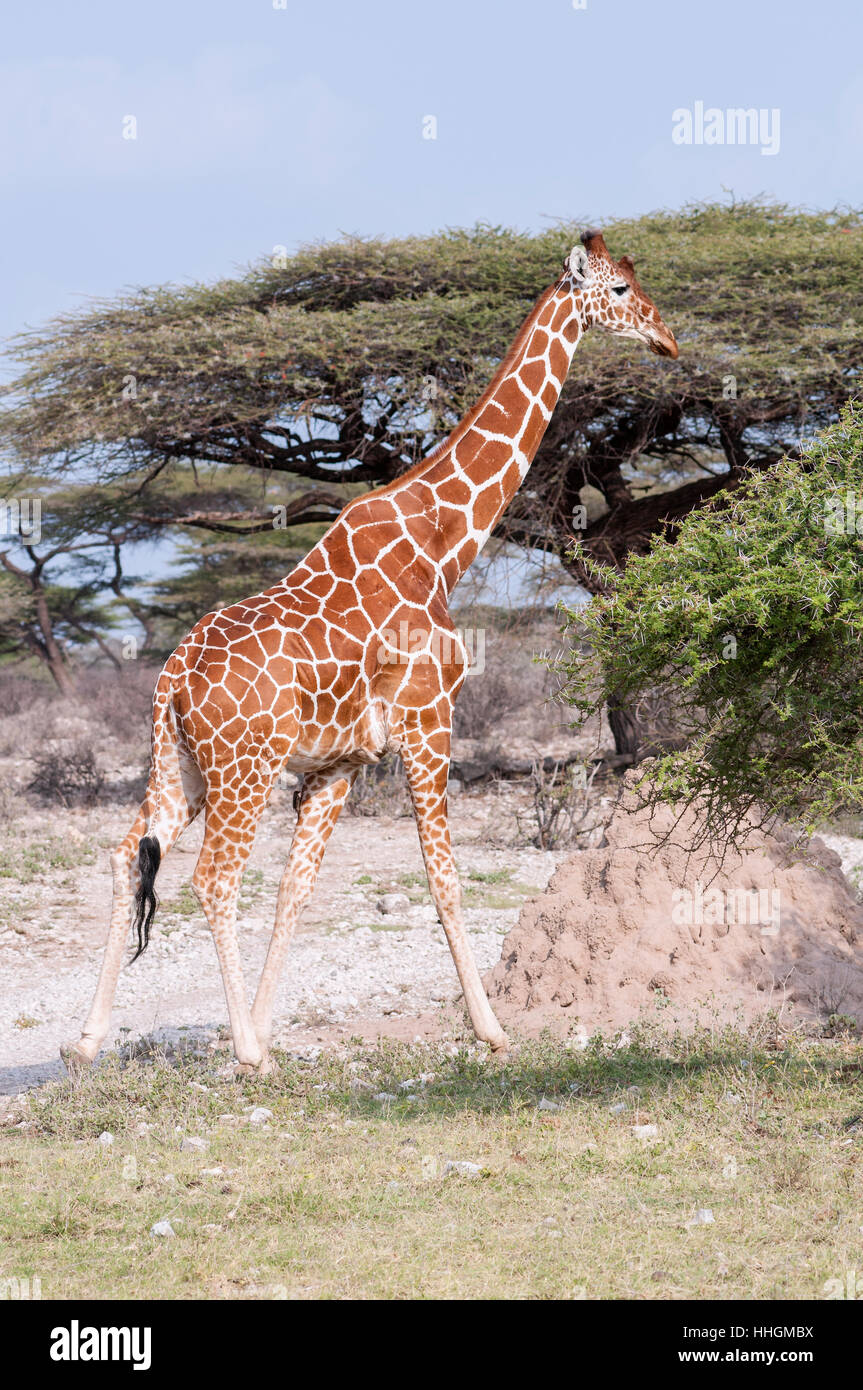 Portrait vertical de giraffe réticulée, Giraffa reticulata, dans la réserve nationale de Samburu. Au Kenya. L'Afrique. Banque D'Images