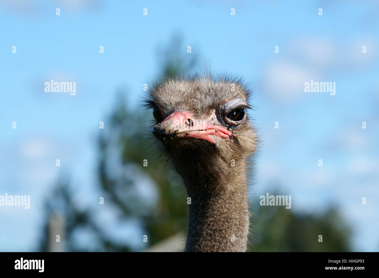 Oiseau Yeux Bec L Autruche L Enthousiasme L Amusement Plaisir Joie Gag Humour Photo Stock Alamy