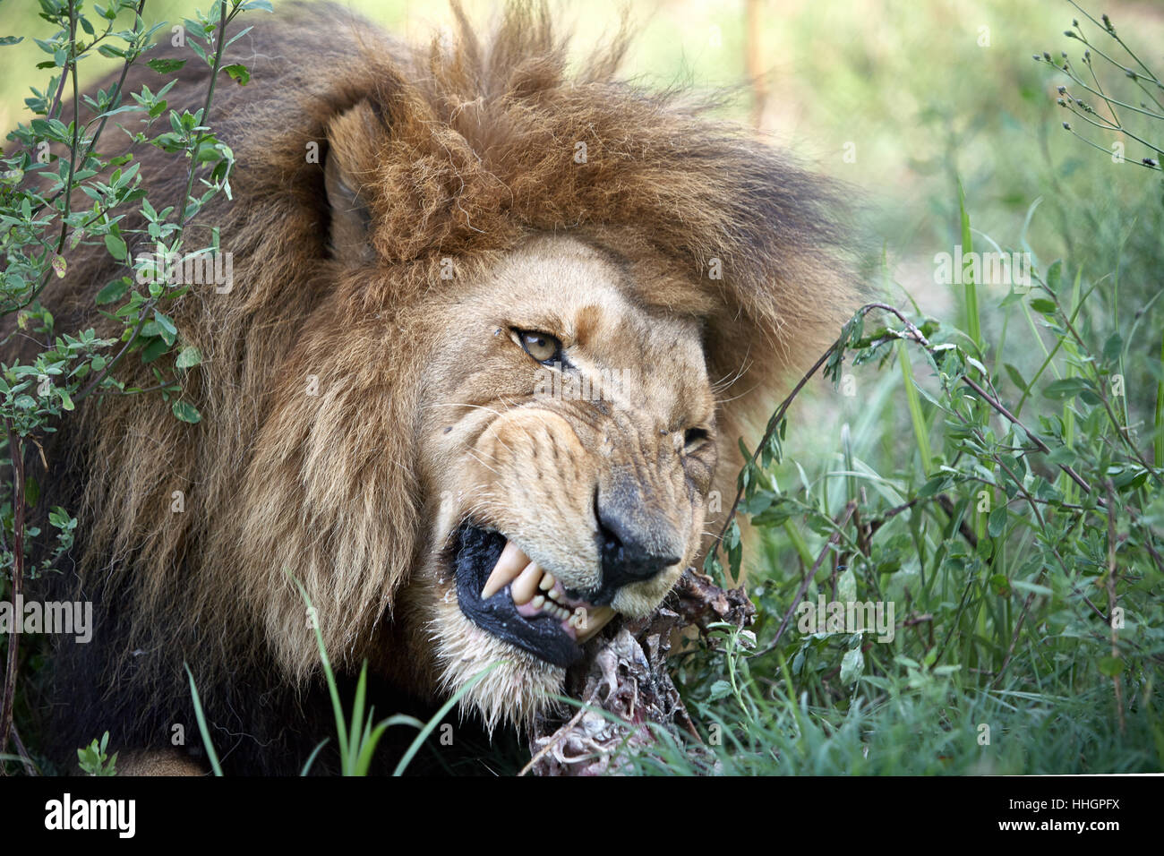 Les lions mâles, vieux et faim Banque D'Images