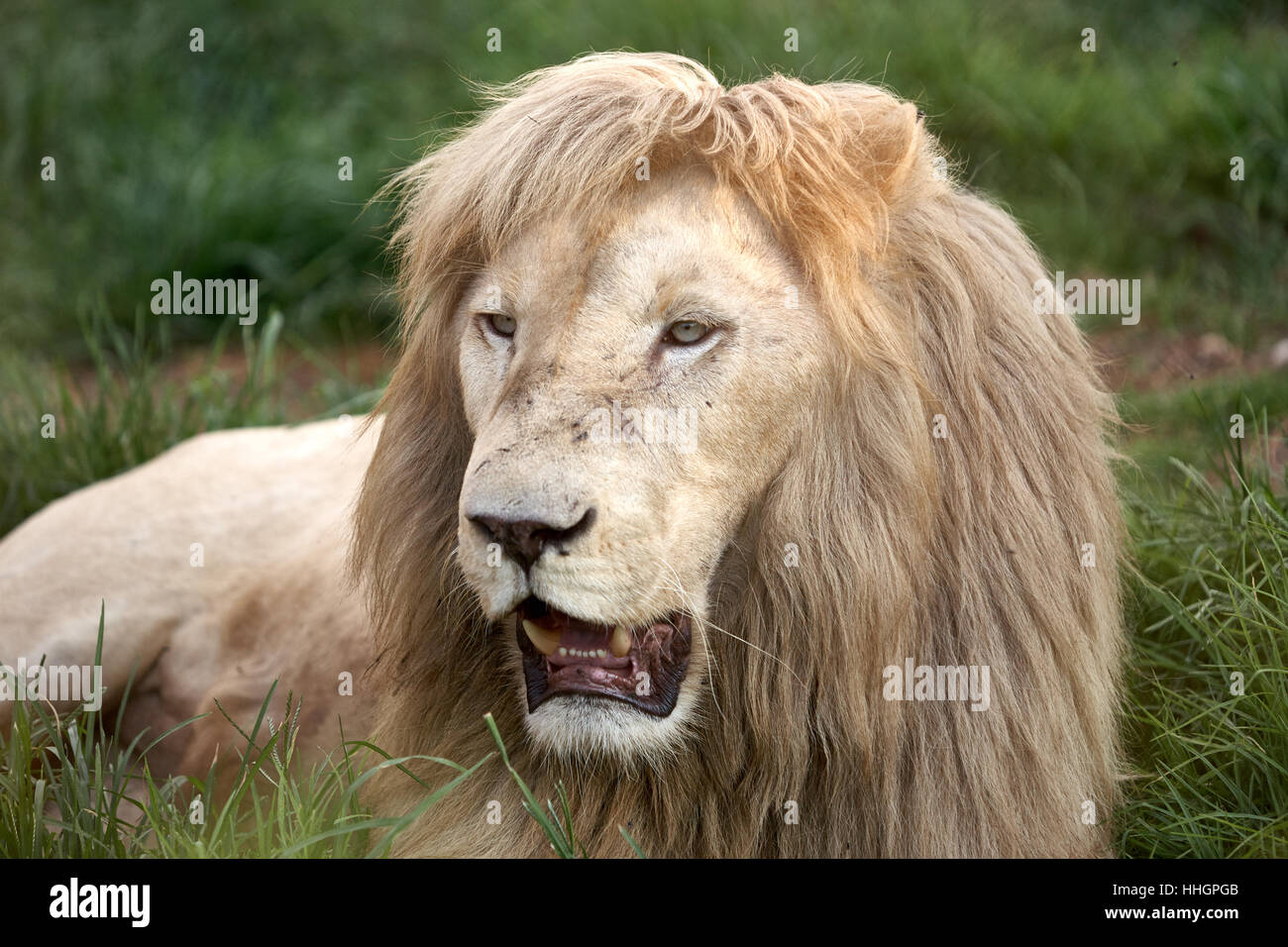 Les lions mâles, vieux et faim Banque D'Images