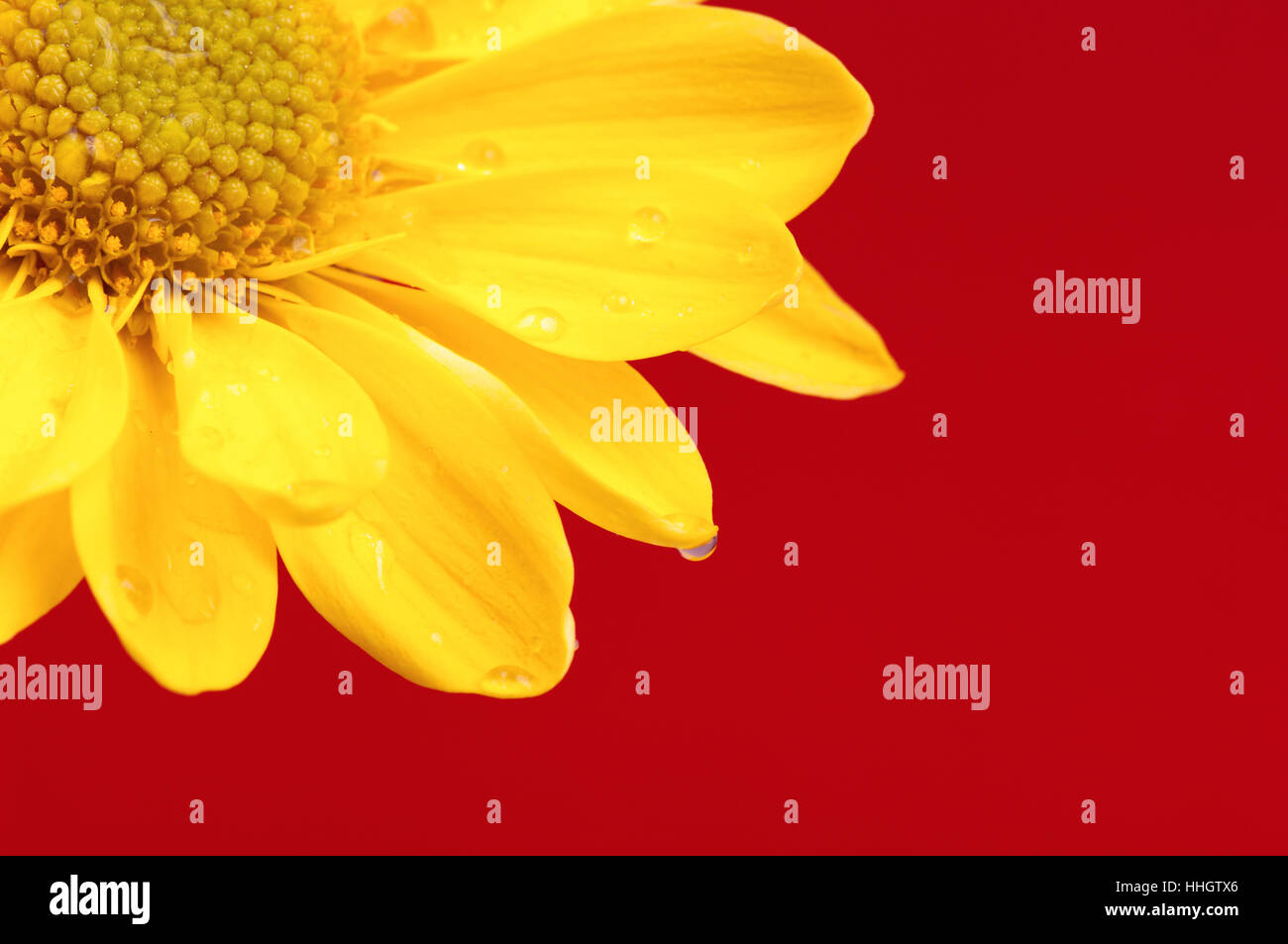 Fleur jaune avec des gouttes sur un fond rouge. Banque D'Images