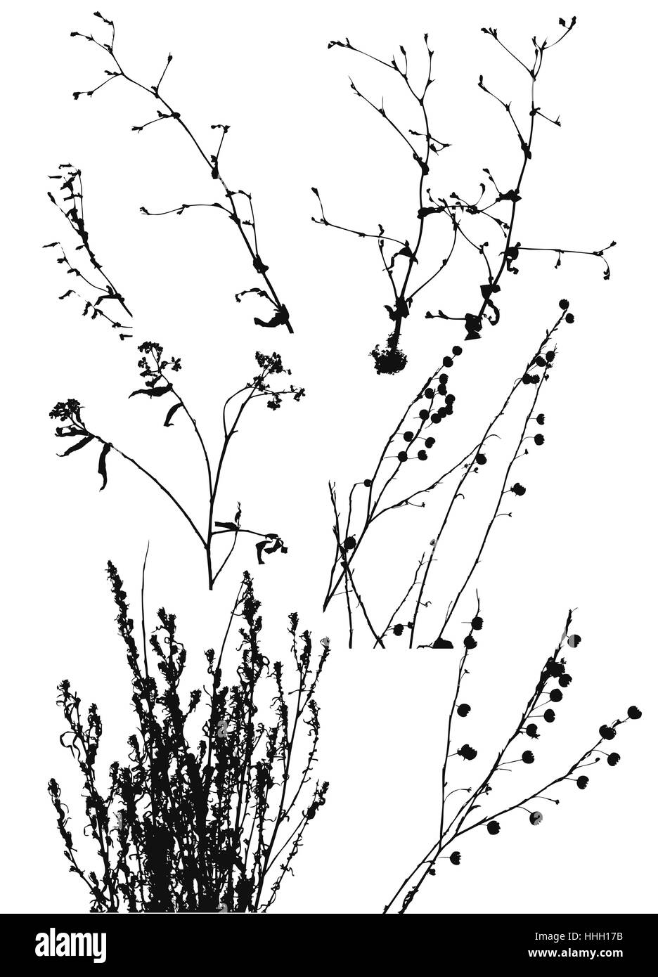 Silhouettes noires de plantes sauvages sur un fond blanc. Illustration de Vecteur