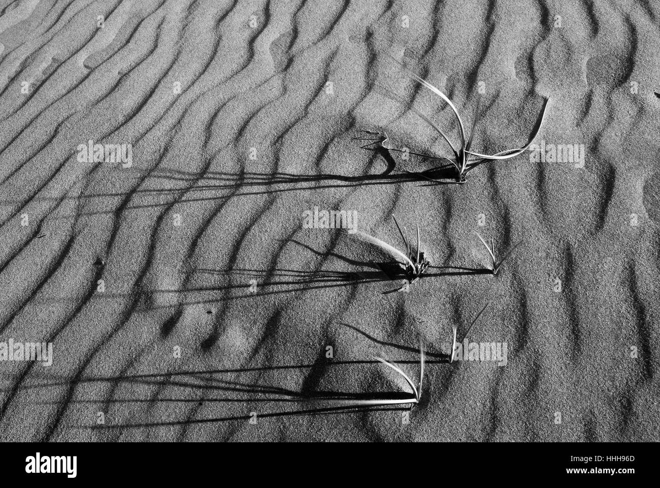 Divers modèles de sable formant des images abstraites sur la plage. Banque D'Images