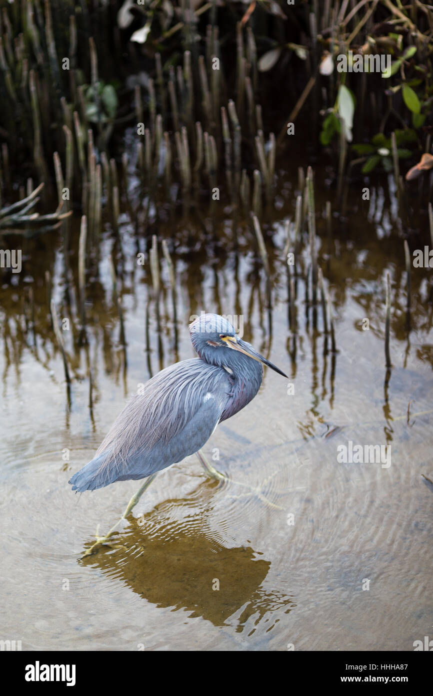 Une Aigrette tricolore explore les marais de la South Padre Island Birding and Nature Center situé sur la côte du golfe du Texas du Sud. Banque D'Images