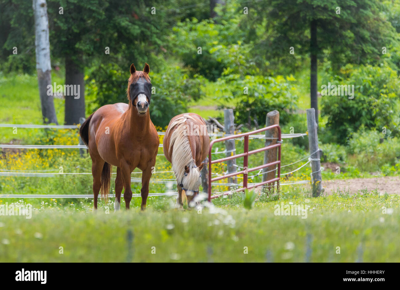 Deux chevaux qui broutent et se détendre dans un printemps été pré. Banque D'Images