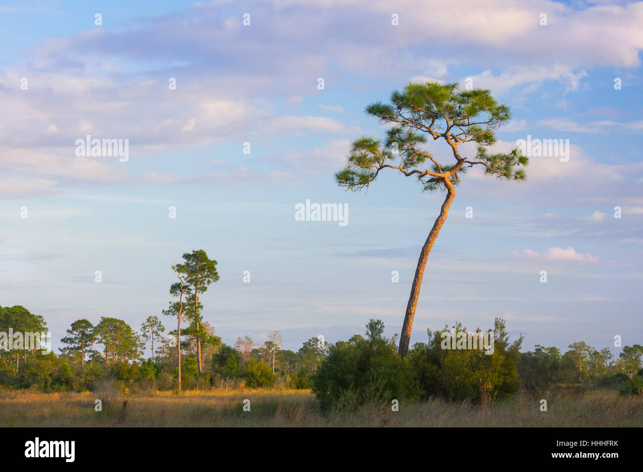 Grand, les vieux peuplements de pins sont parmi les terres humides prairies au coucher du soleil dans la Turquie Strand préserver dans le sud-ouest de la Floride. Banque D'Images