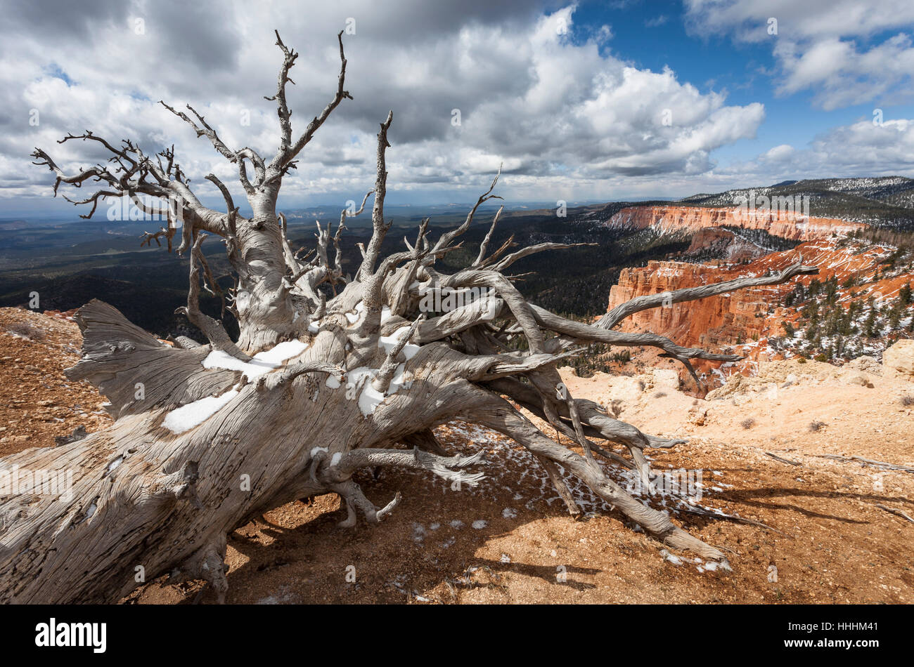 Parc national, arbre, tronc, nuage, argent, USA, amérique, horizontale, à l'extérieur, Banque D'Images