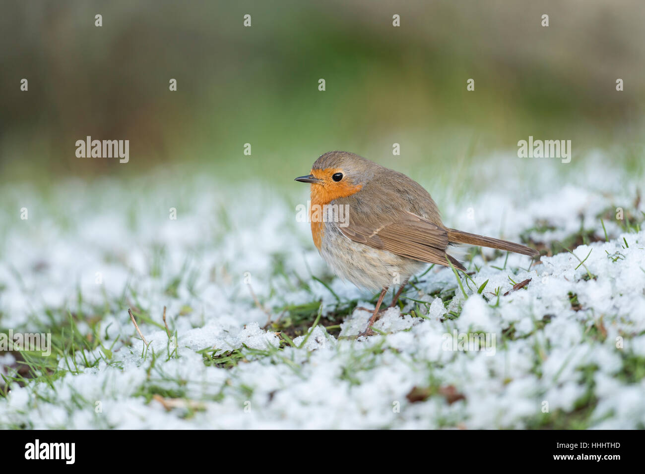 Robin Redbreast ( Erithacus rubecula aux abords ), fluffy, assis sur le sol, se repose de la neige, de la fin de l'arrivée de l'hiver, vue de côté. Banque D'Images