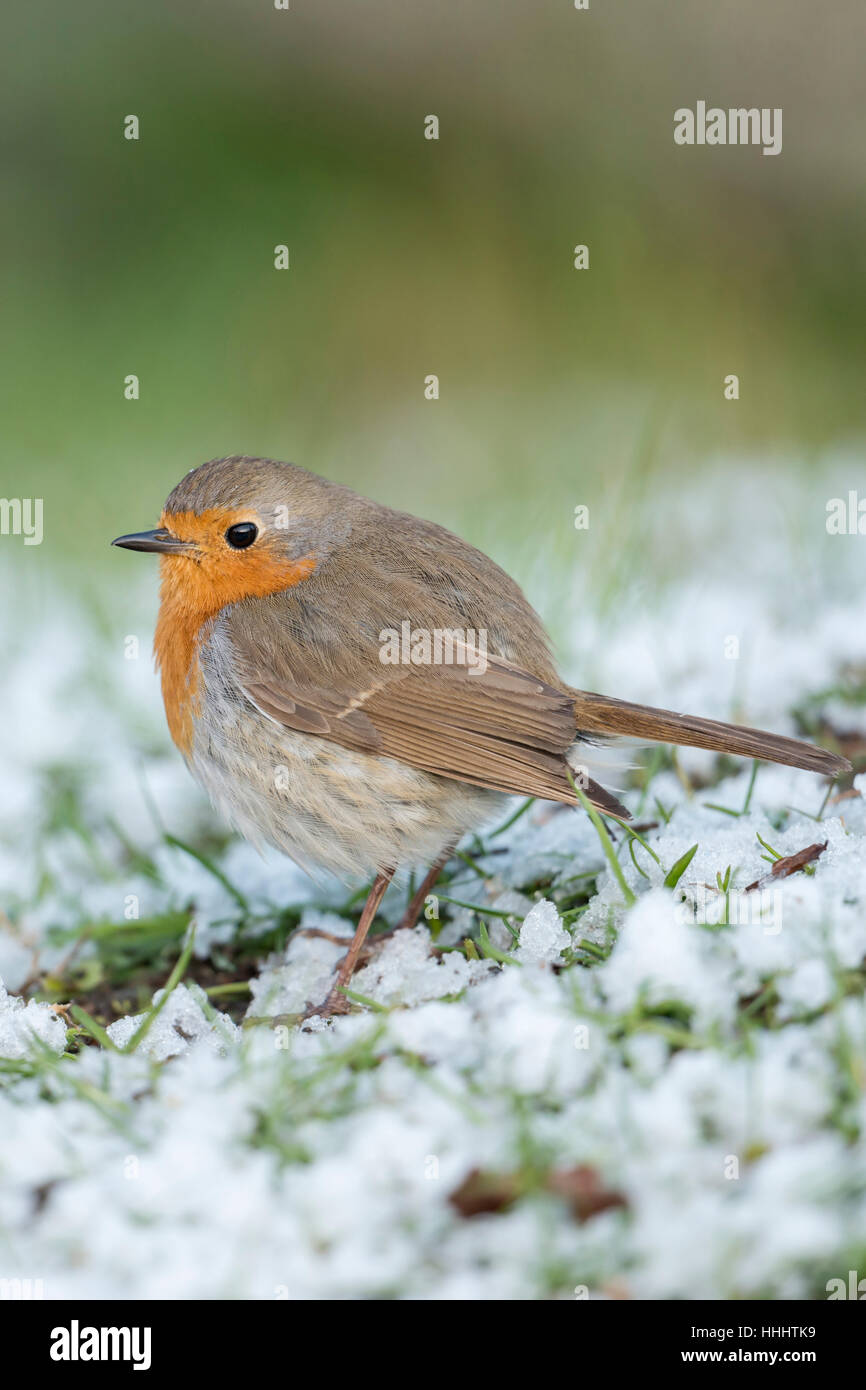 Robin Redbreast ( Erithacus rubecula aux abords ), fluffy, assis sur le sol, se repose de la neige, de la fin de l'arrivée de l'hiver, vue de côté. Banque D'Images