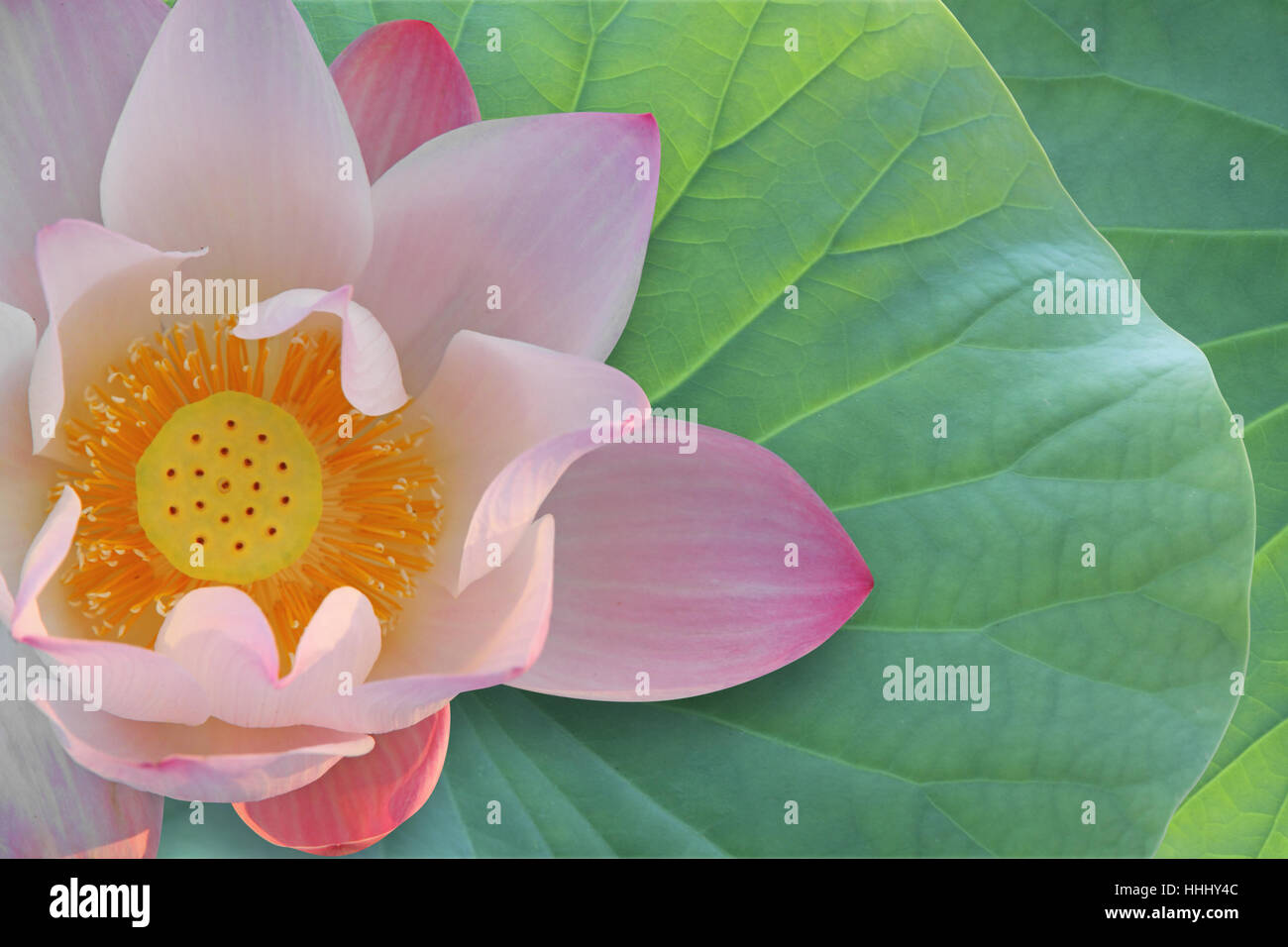 Fleur Plante La Meditation Nenuphar Lotus Zen Spa Bien Etre Nature Photo Stock Alamy