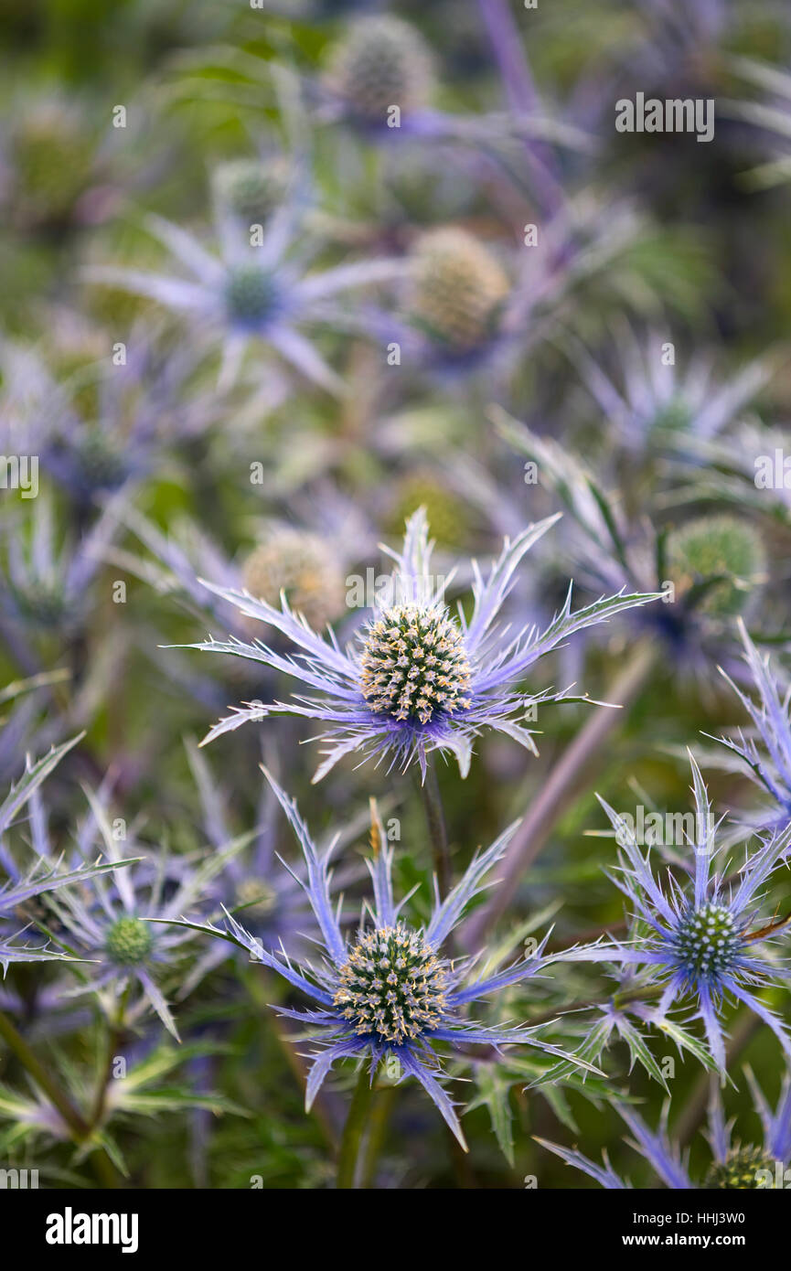 Bleu, fleur, plante, fleurs, mauve, épineuse, personne, eryngium, cobalt,  star Photo Stock - Alamy