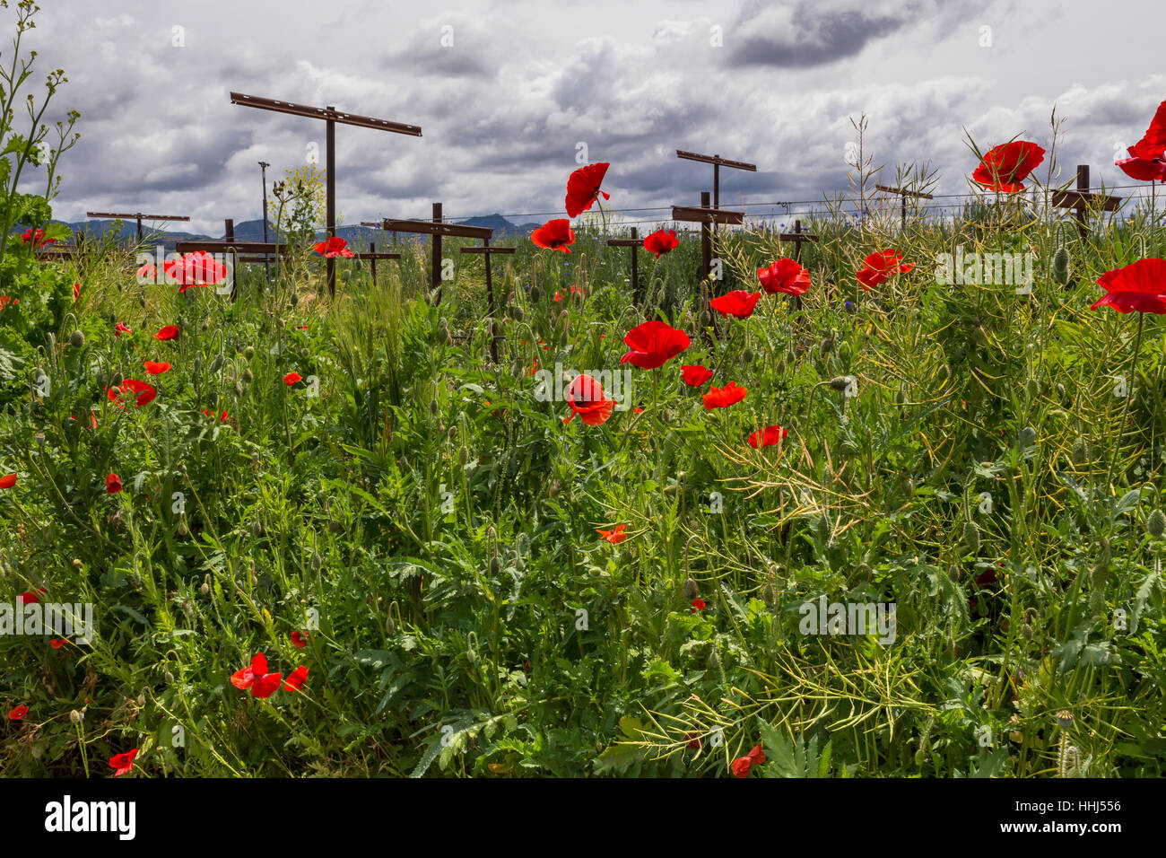 Pavot de Californie, coquelicots de Californie, fleurs de pavot rouge, fleurs sauvages, vignoble, bassin rond Estate, Rutherford, Napa Valley, Comté de Napa, Californie Banque D'Images
