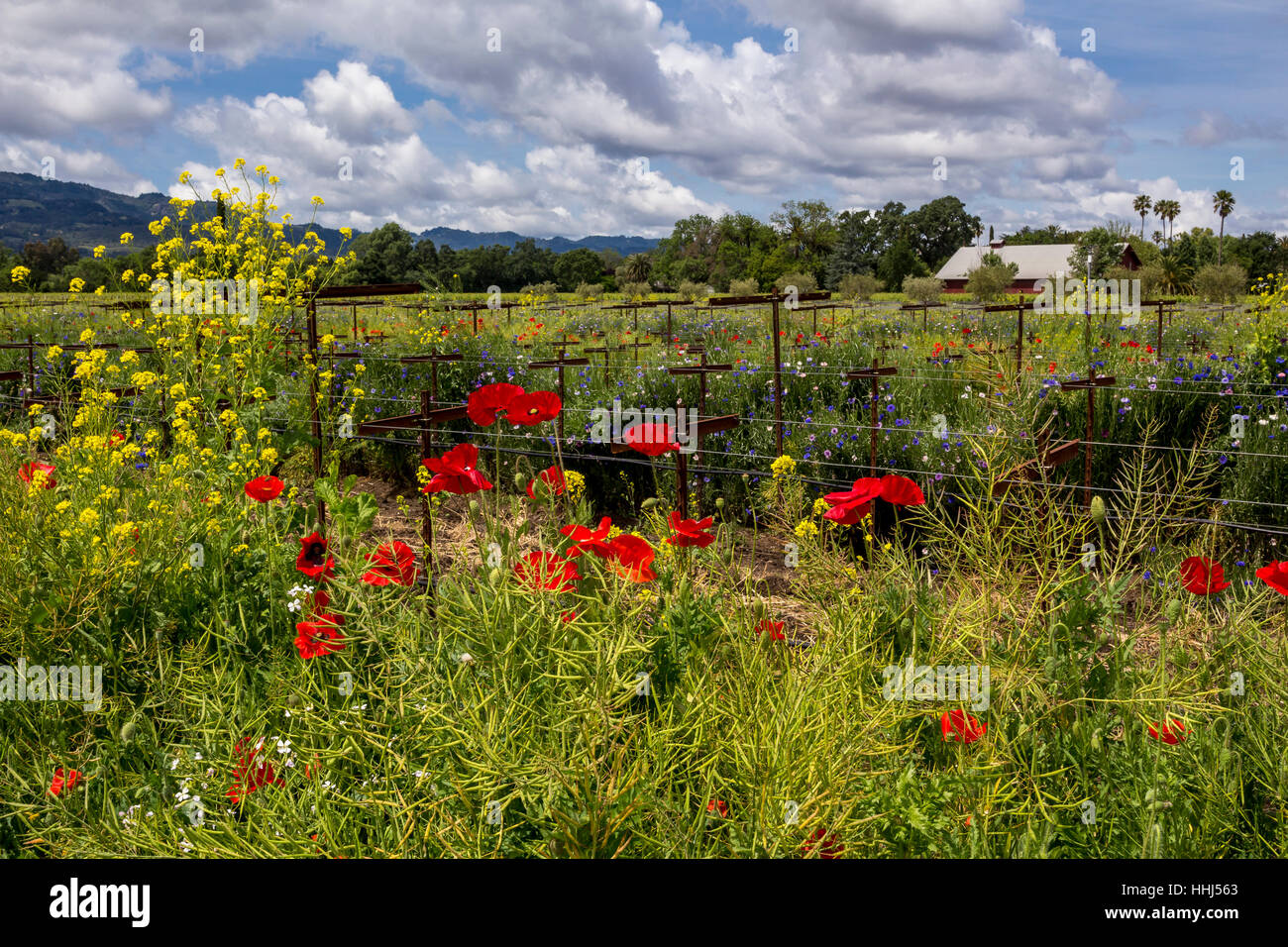 Pavot de Californie, coquelicots de Californie, fleurs de pavot rouge, fleurs sauvages, vignoble, bassin rond Estate, Rutherford, Napa Valley, Comté de Napa, Californie Banque D'Images