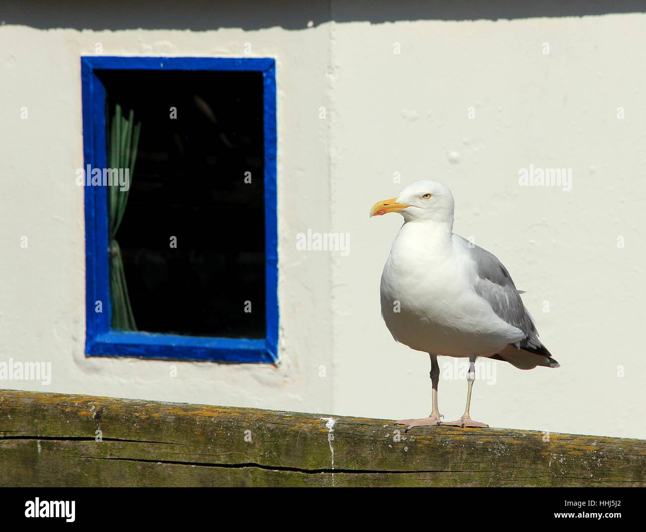 Bois, maritime, de la mer Baltique, l'eau, sel, eau de mer, océan, mouette, mouette, oiseau, Banque D'Images