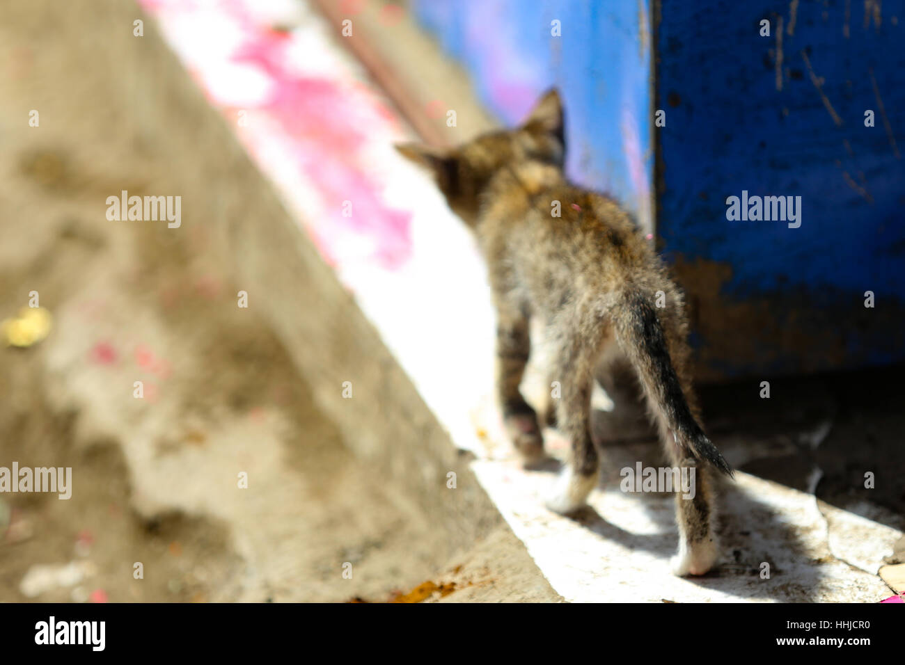 Stray Cat's lutte pour survivre dans les rues de l'Indonésie. Le chaton est mal nourri et à la nourriture. La vie est dure ! Banque D'Images Stray Cat's lutte pour survivre dans les rues de l'Indonésie. Le chaton est mal nourri et à la nourriture. La vie est dure ! Banque D'Images