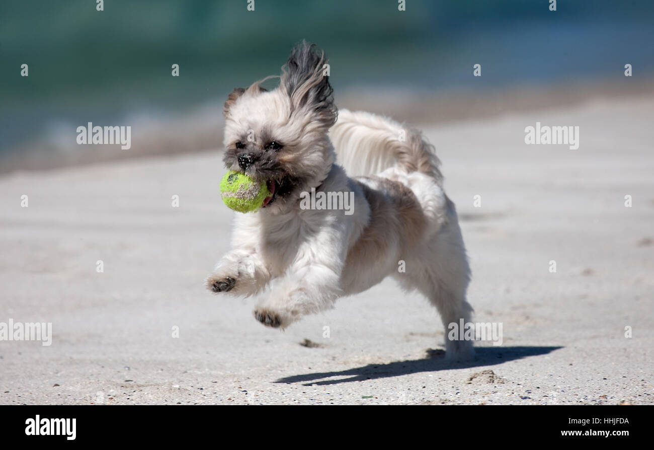L'exécution de cockapoo avec balle sur une plage de sable Banque D'Images