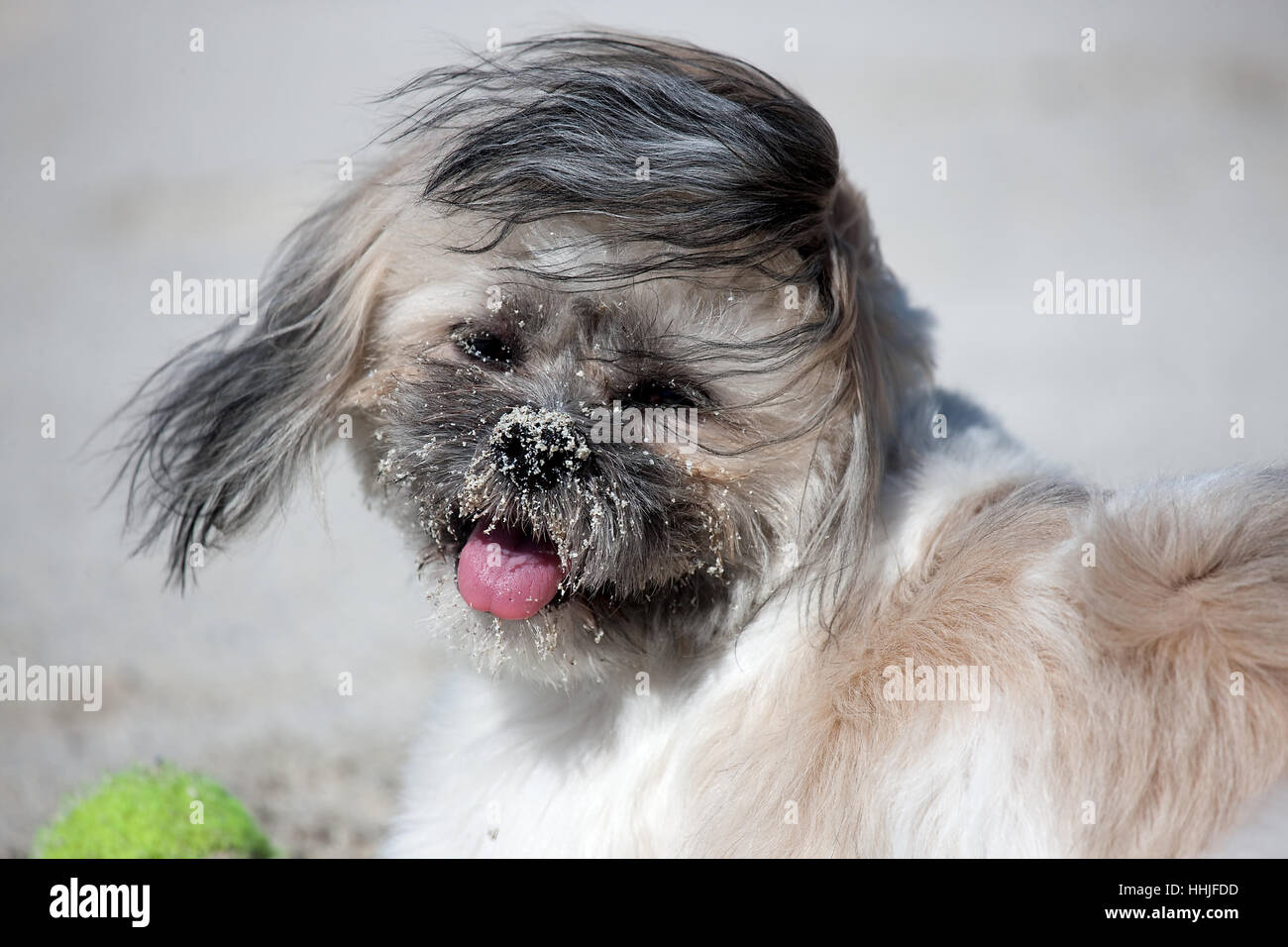 Cockapoo sur une plage de sable fin avec Ball Banque D'Images
