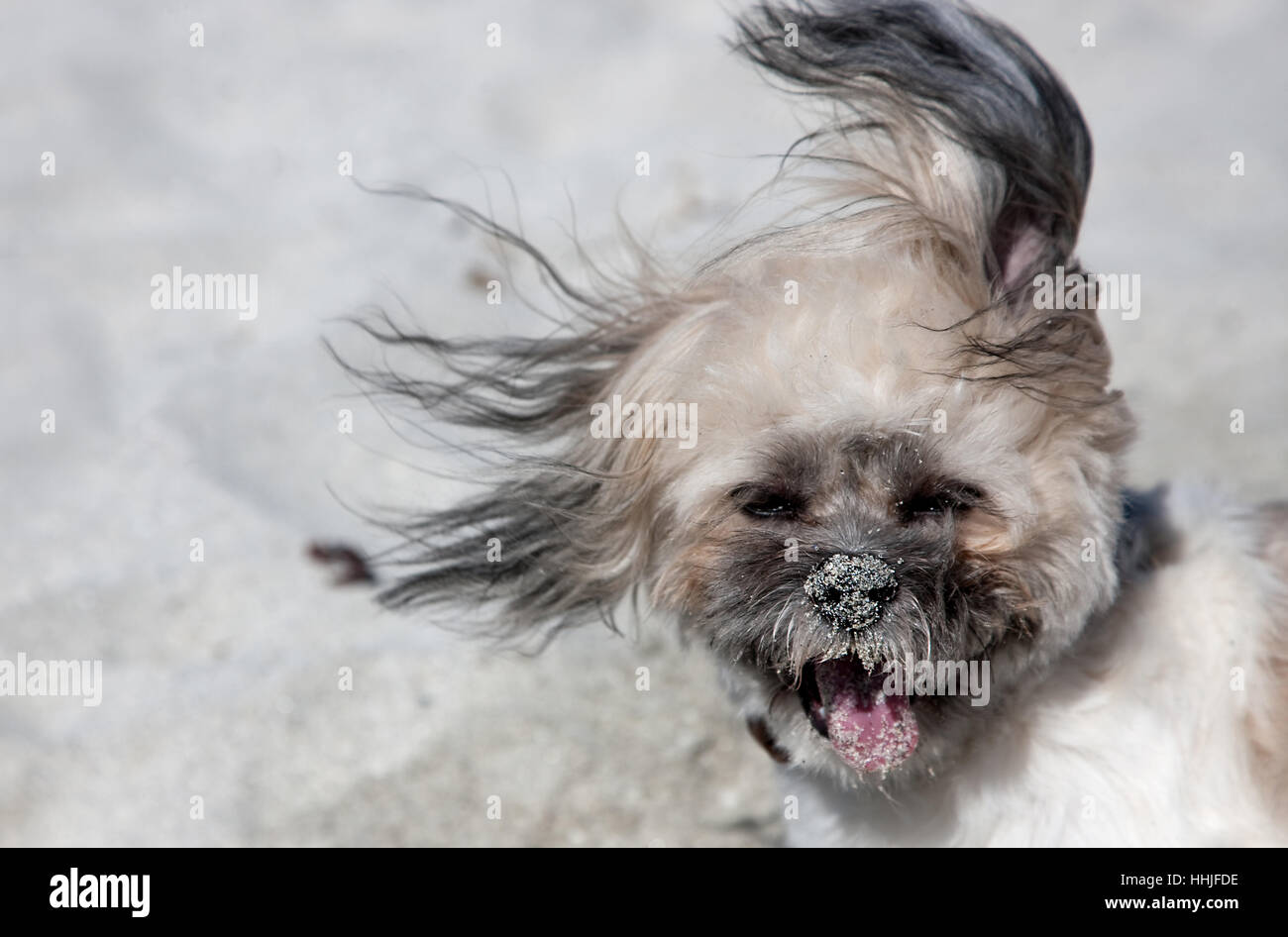 Cockapoo sur une plage de sable fin Banque D'Images