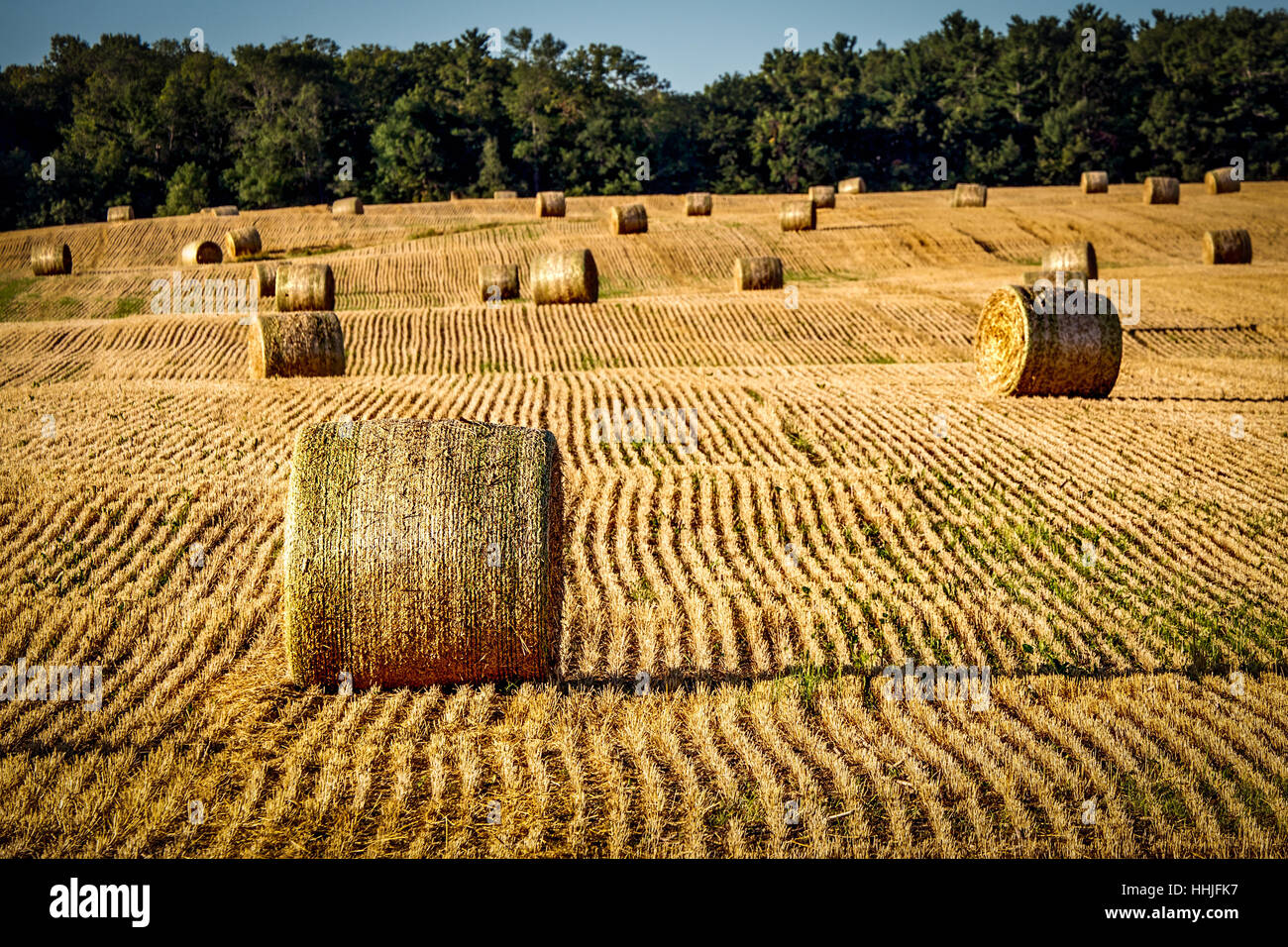 Foin dans le champs de ferme de Manitowoc County Wisconsin. Banque D'Images