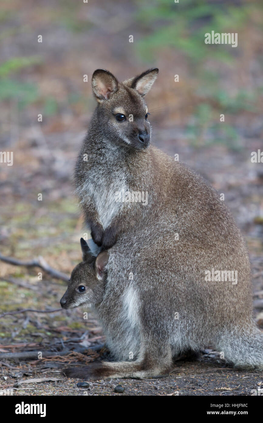 Wallaby de Bennett - femelle avec Joey dans pouch Macropus rufogriseus Bruny Island Tasmanie, Australie MA003233 Banque D'Images