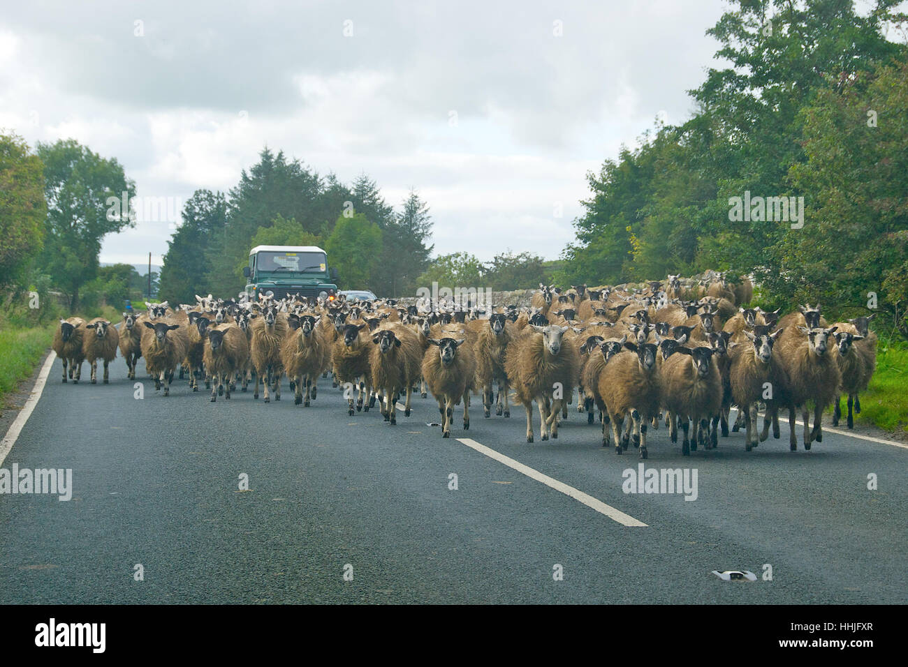 Moutons sur la A684 dans le Yorkshire Dales, North Yorkshire, Angleterre, Royaume-Uni Banque D'Images