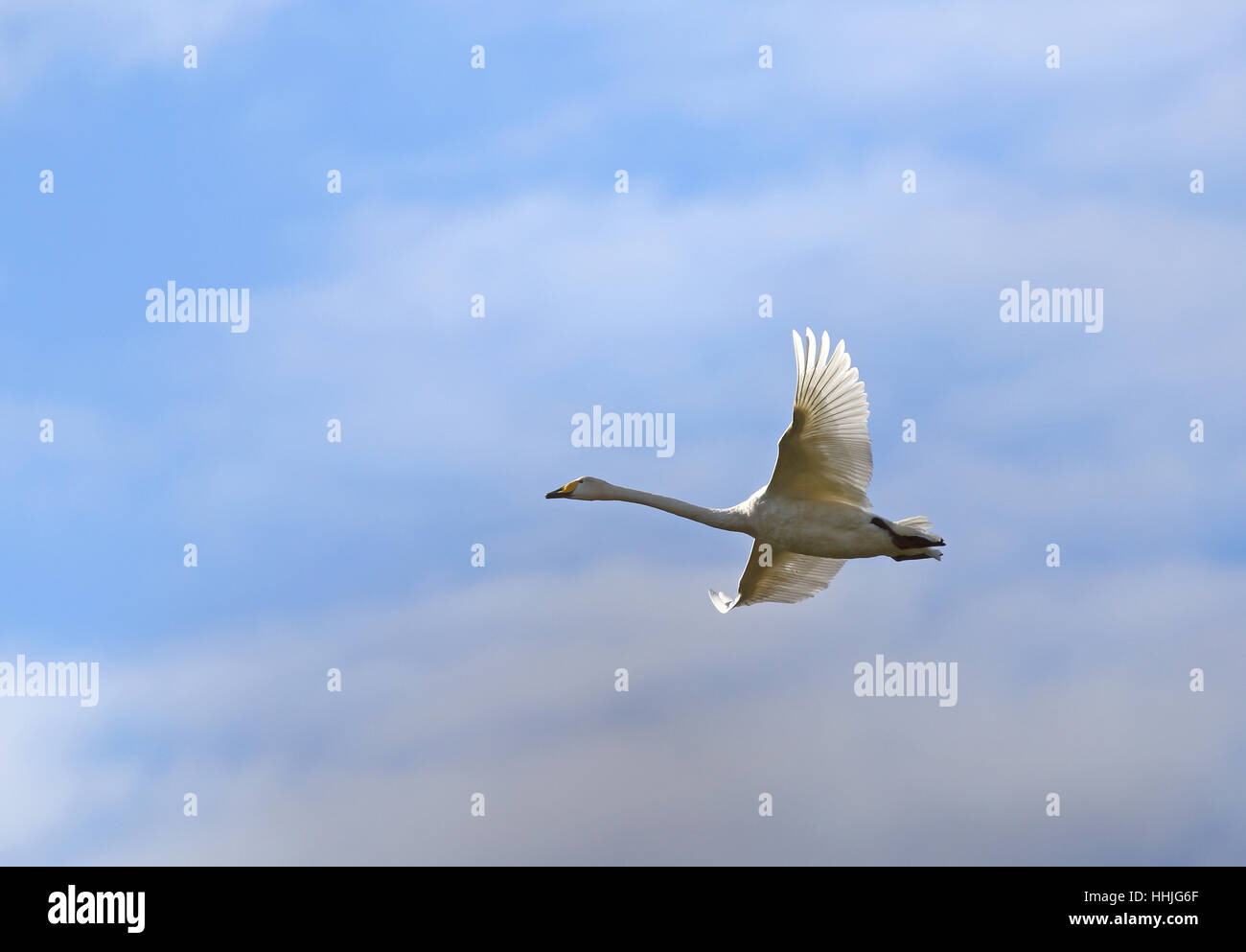 Flying cygne chanteur (Cygnus cygnus) Banque D'Images