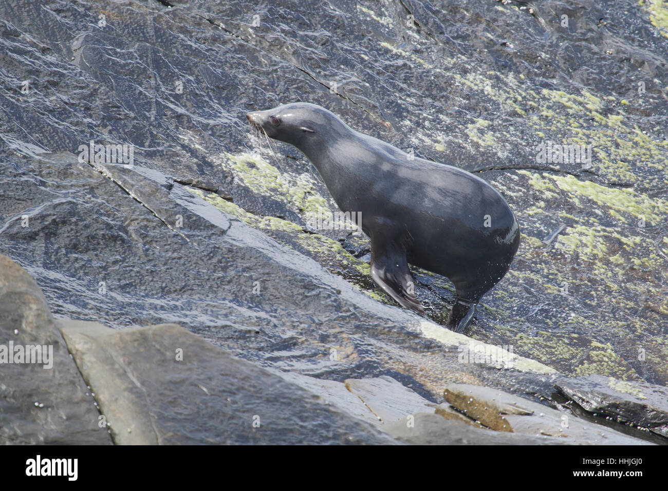 New Zealand fur seal Arctocephalus forsteri Kangaroo Island Australie du Sud, Australie MA003409 Banque D'Images