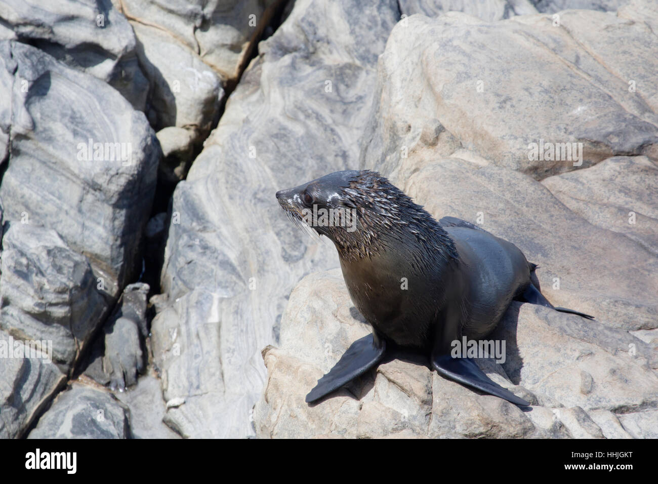 New Zealand fur seal Arctocephalus forsteri Kangaroo Island Australie du Sud, Australie MA003418 Banque D'Images