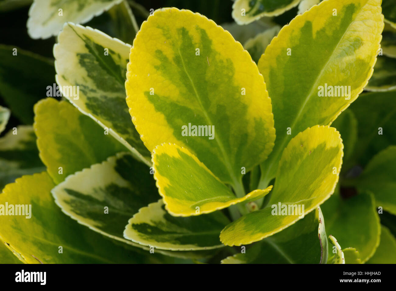Vert et blanc panaché plante feuilles Banque D'Images