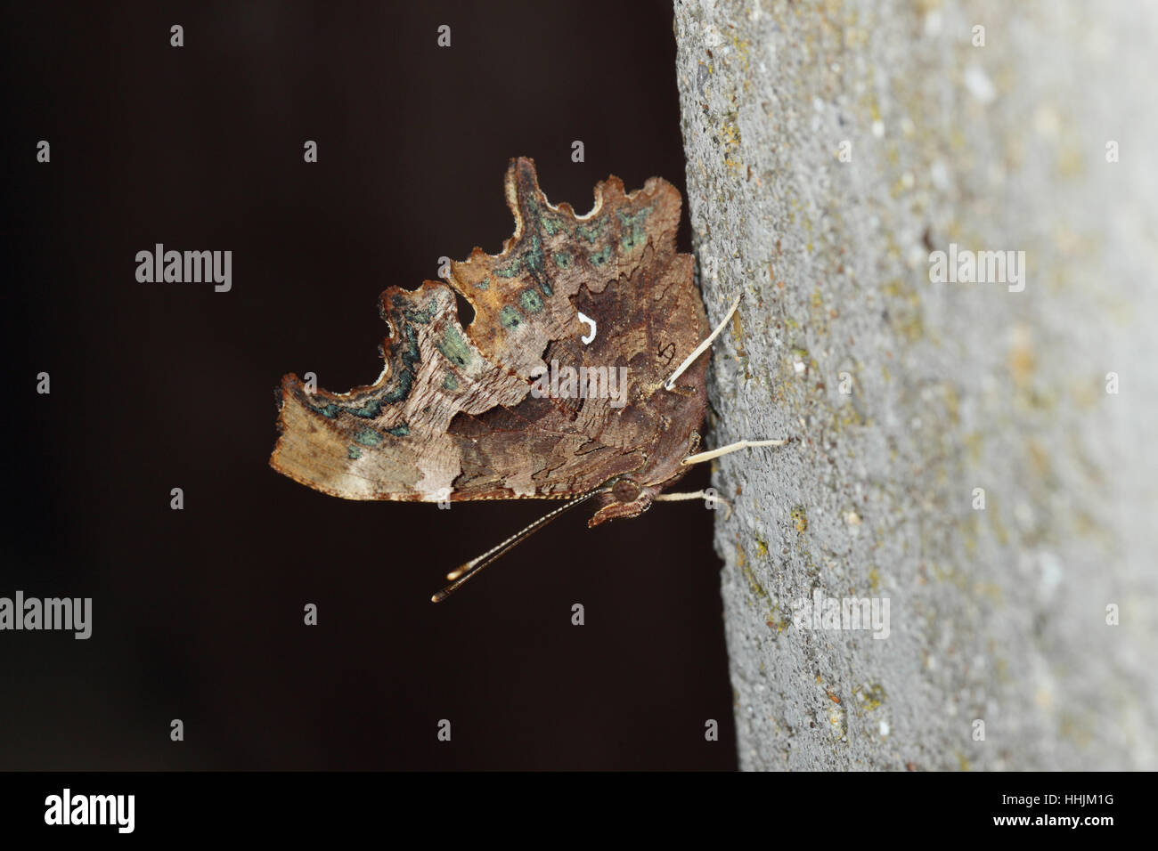 Virgule (Polygonia c-album), montrant son aile en forme de feuille tout en dormant sur une surface grise verticale dans la nuit Banque D'Images