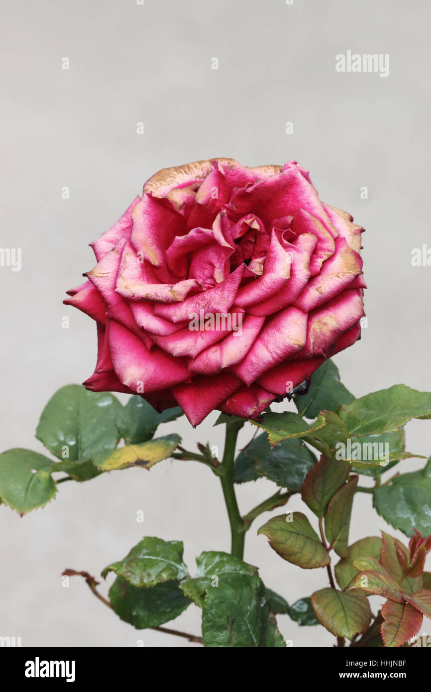 Close up of fresh red rose avec pétales décolorées isolated Banque D'Images