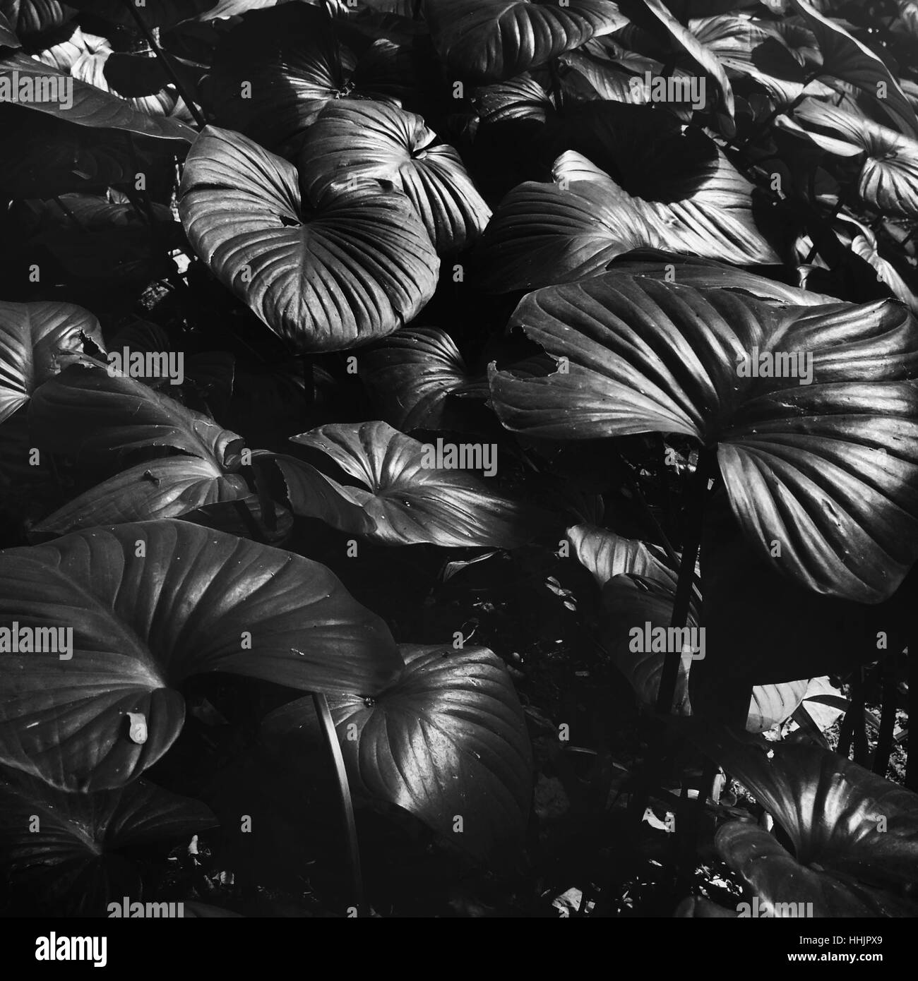 Plante feuilles Concept Vert Botanique Banque D'Images