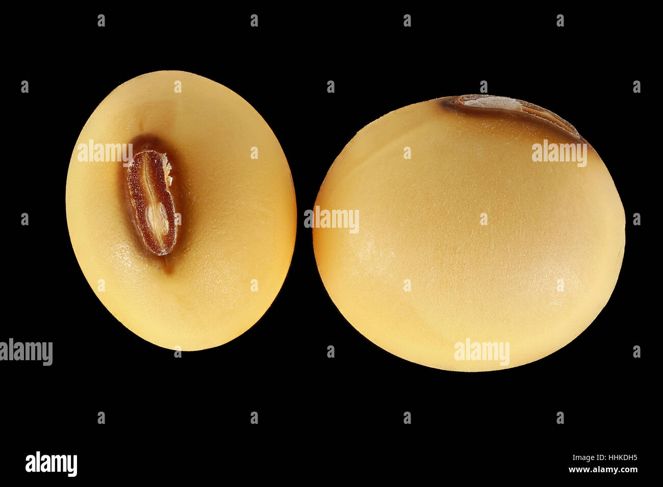 Le soja, Glycine max, Sojabohne, seeds, Close up, le calibre des semences 6-10 mm Banque D'Images