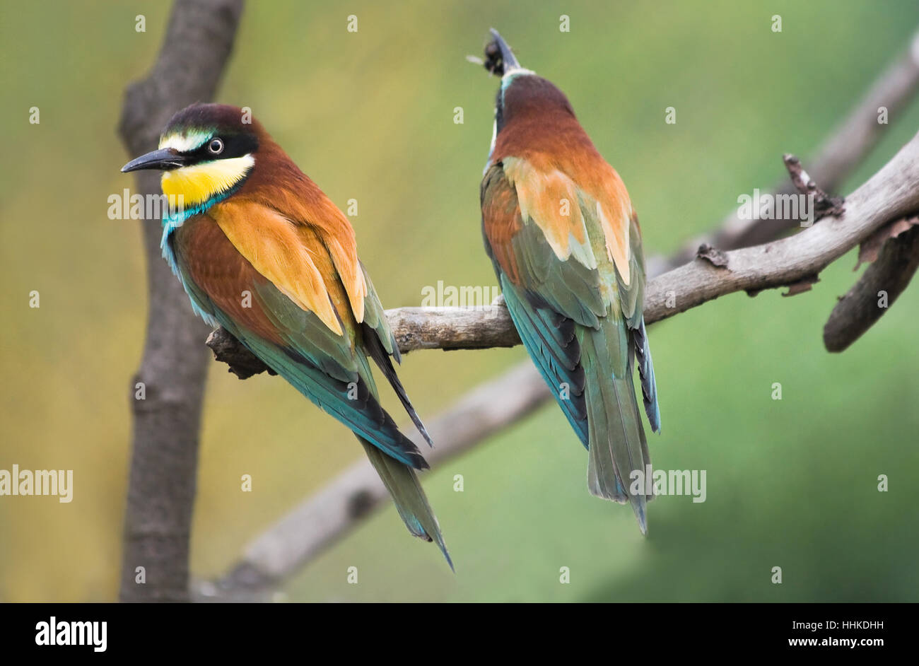 Bleu, couleur, des mammifères, des oiseaux, insectes, vert, l'Afrique, coloré, pittoresque, Banque D'Images