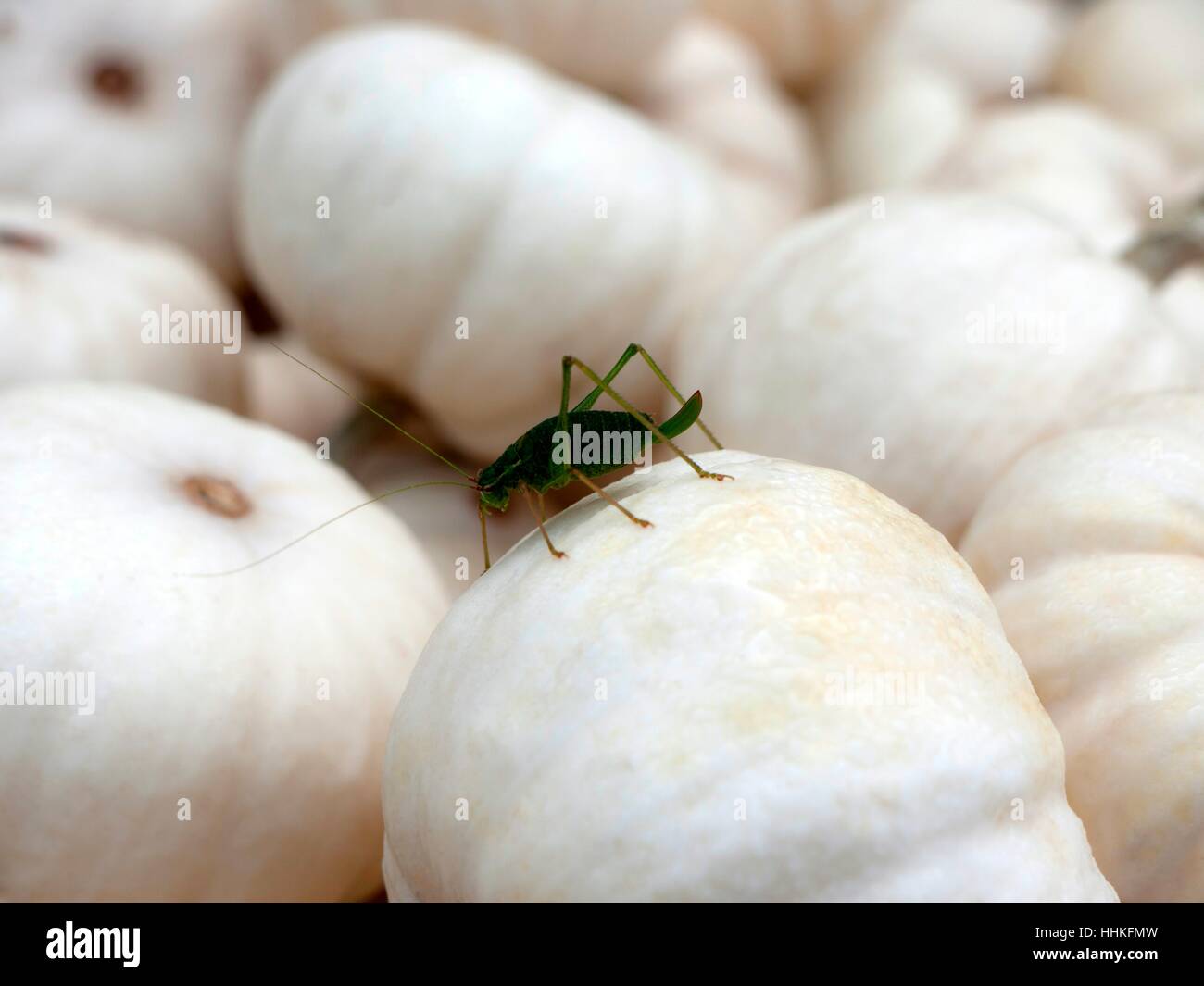 Sauterelle, nourriture, aliment, animal, insecte, paroisse juste, botanique, cuisine, Banque D'Images