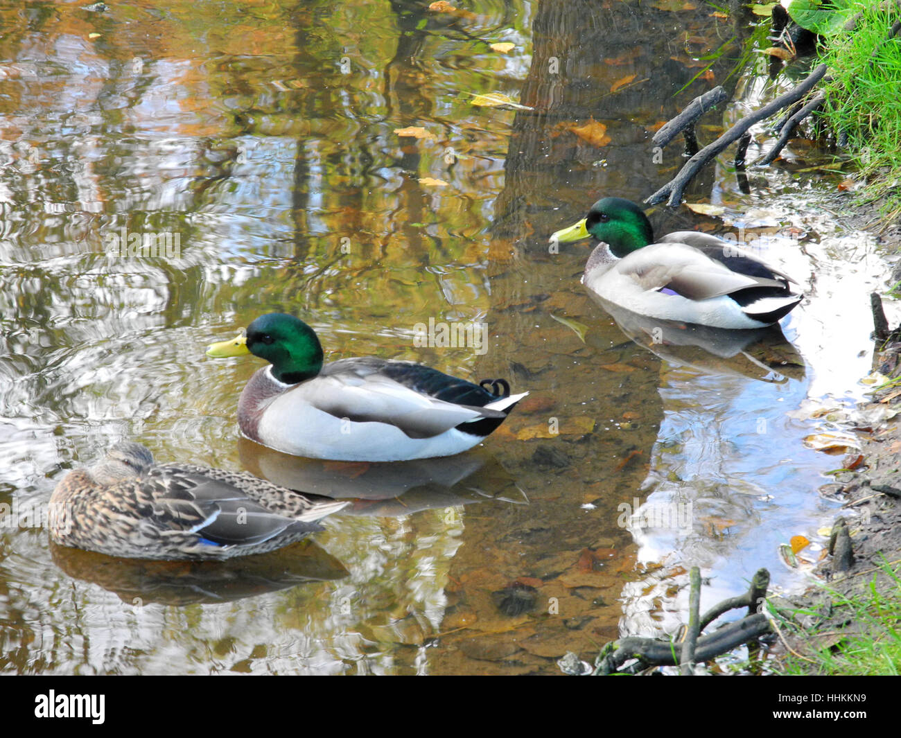 Leaf, oiseau, faune, canards, ailes, pré, herbe, pelouse, vert, l'eau, la nature, Banque D'Images